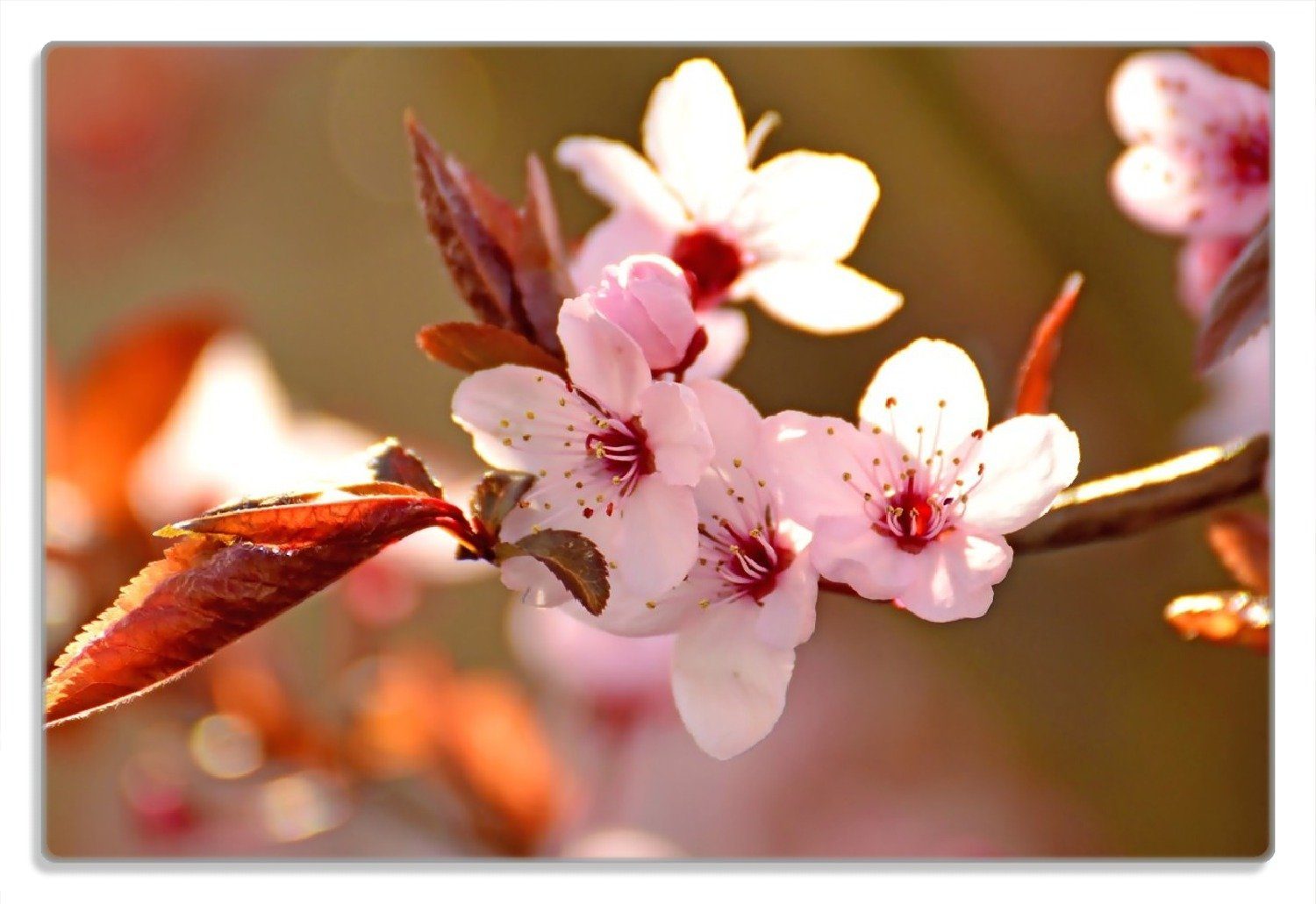 - Kirschblüten 4mm, in (inkl. rutschfester II Frühlingsgefühle Wallario 20x30cm Nahaufnahme, Frühstücksbrett 1-St), Gummifüße
