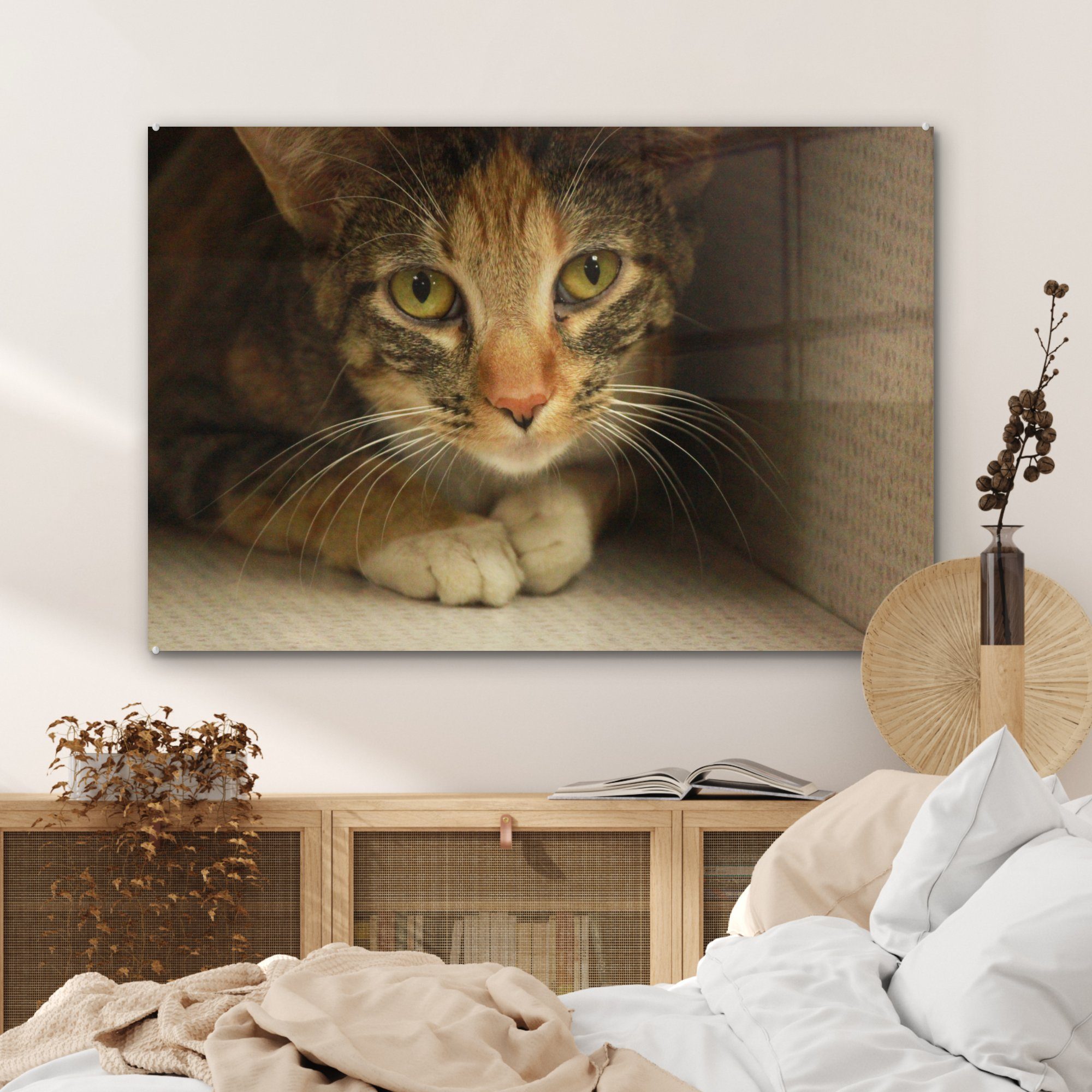 in sitzt Eine Karton, Schlafzimmer einem Wohnzimmer Acrylglasbild junge (1 & Acrylglasbilder MuchoWow Tigerkatze St),