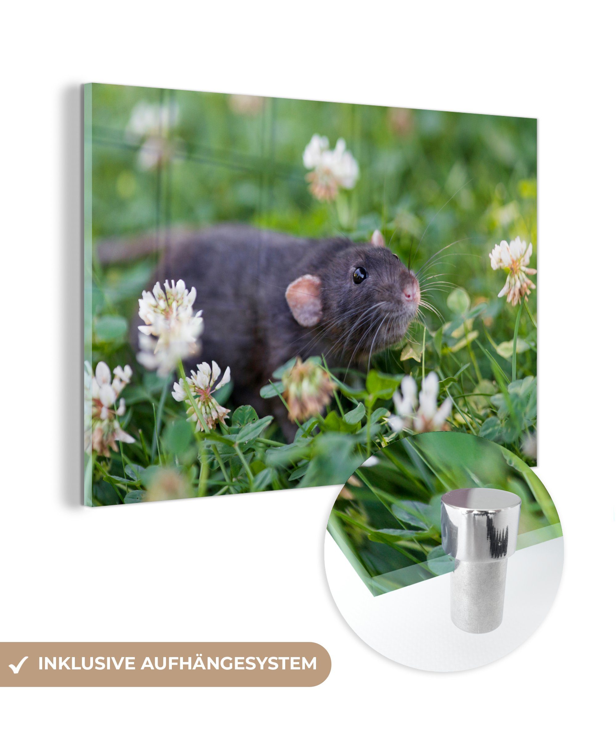 MuchoWow Acrylglasbild Ratte zwischen Blumen, (1 St), Acrylglasbilder Wohnzimmer & Schlafzimmer