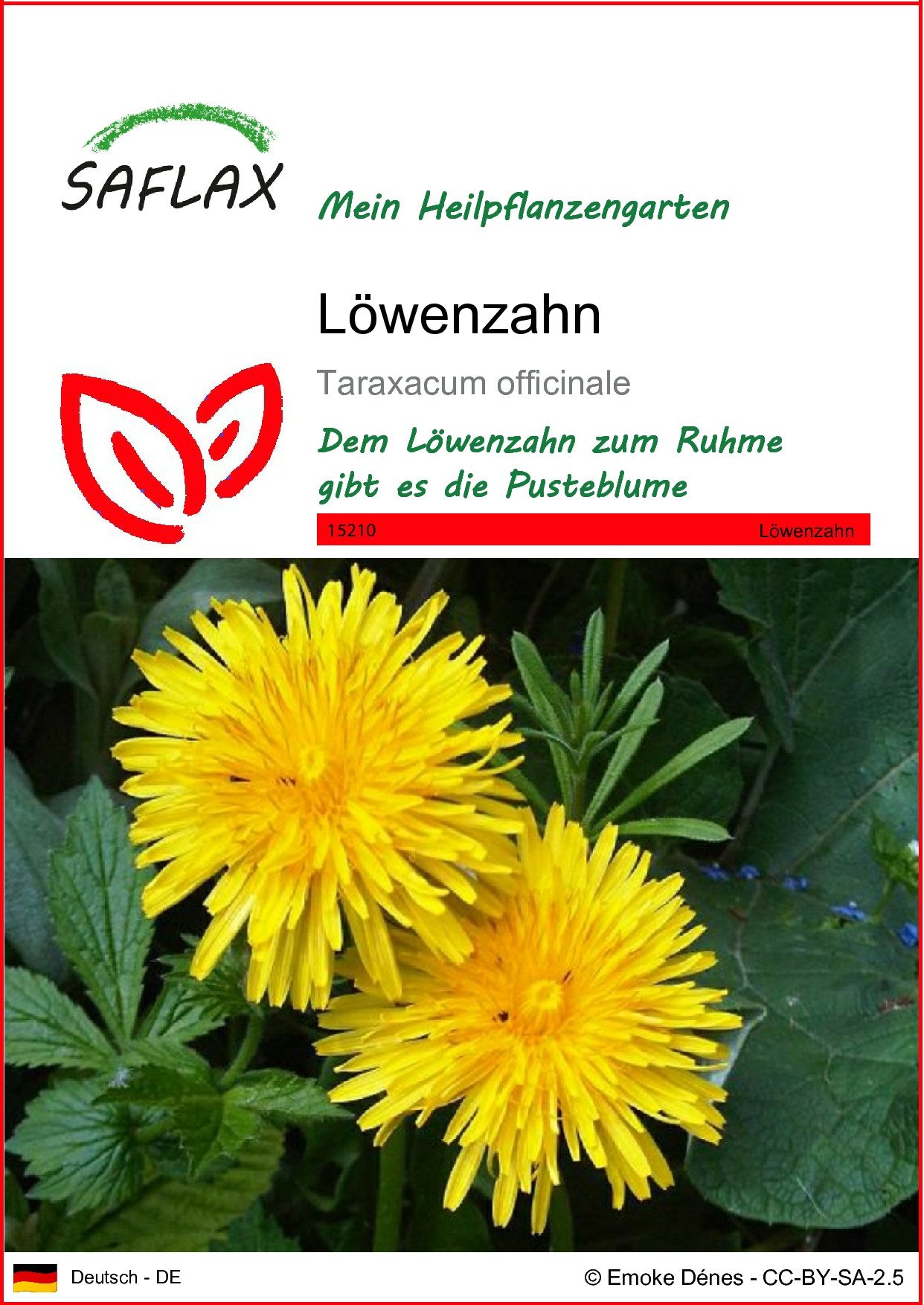 Blumensamen SAFLAX - Samen - Löwenzahn