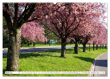 CALVENDO Wandkalender Buchen im Odenwald (Premium, hochwertiger DIN A2 Wandkalender 2023, Kunstdruck in Hochglanz)