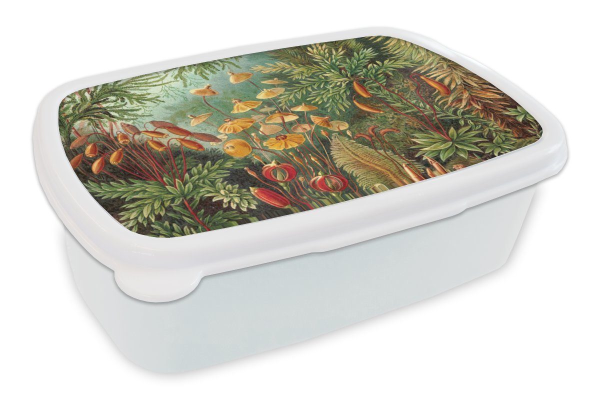 MuchoWow Lunchbox Gestaltung - Natur - Pilze - Ernst Haeckel, Kunststoff, (2-tlg), Brotbox für Kinder und Erwachsene, Brotdose, für Jungs und Mädchen weiß