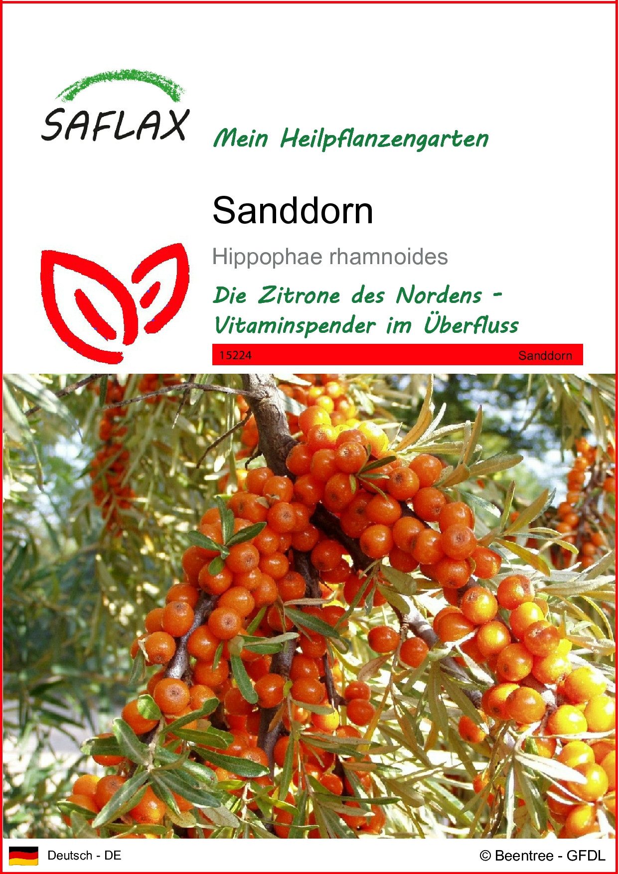 SAFLAX Blumensamen SAFLAX - Samen - Sanddorn