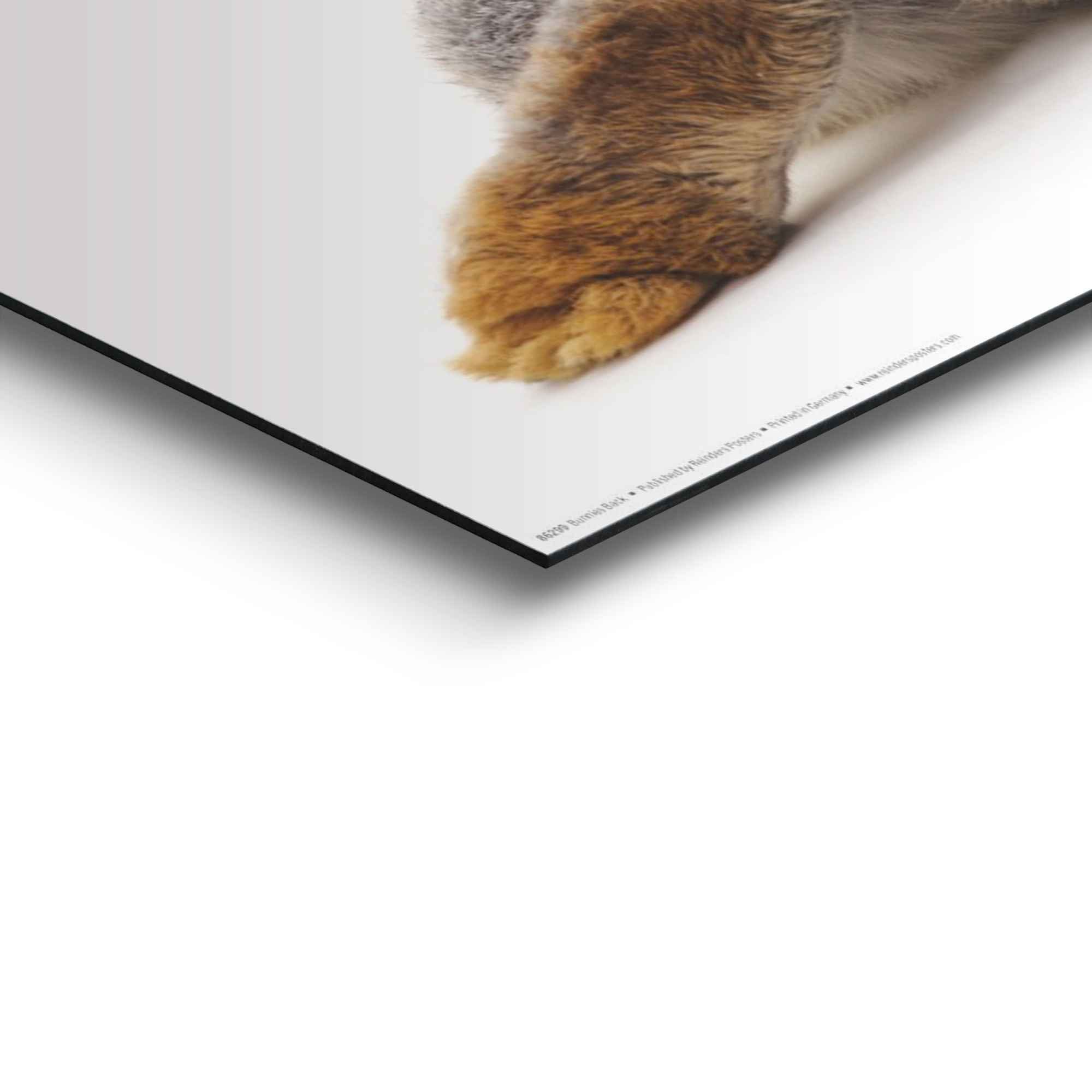 Reinders! Wandbild Wandbild Kaninchen Rabbit - Hase - Schwanz - Relax, Hasen (1 St)
