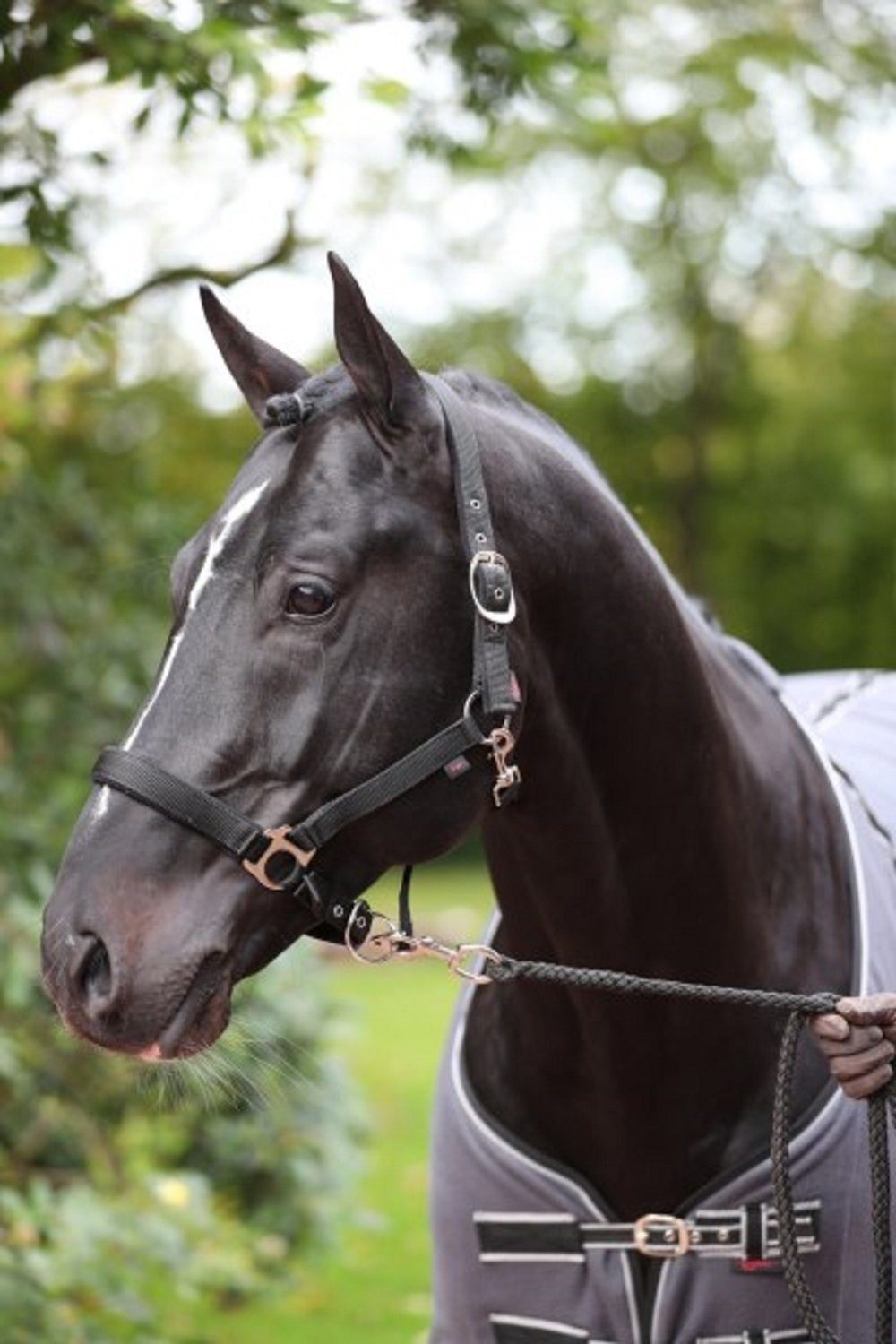 Kerbl Halfter Kerbl 325956