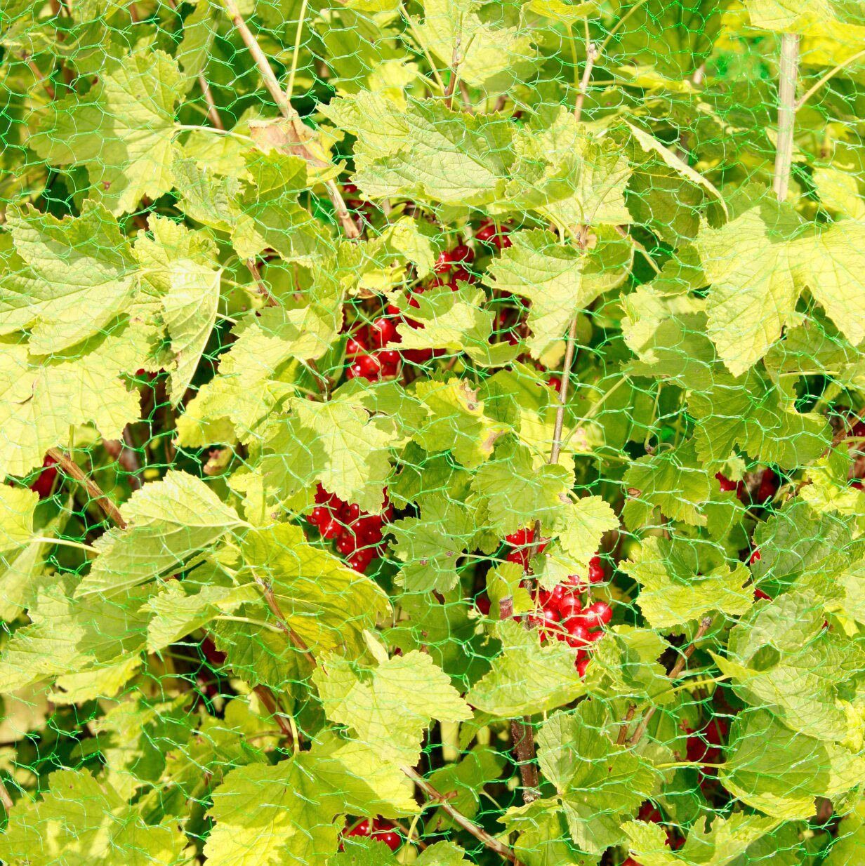 Windhager Schutznetz für Obstbäume und Sträucher, Vogelschutz-Netz Rational, BxL: 4x10 m, (1-St), Maschenweite 15 mm, erhältlich in unterschiedlichen Größen