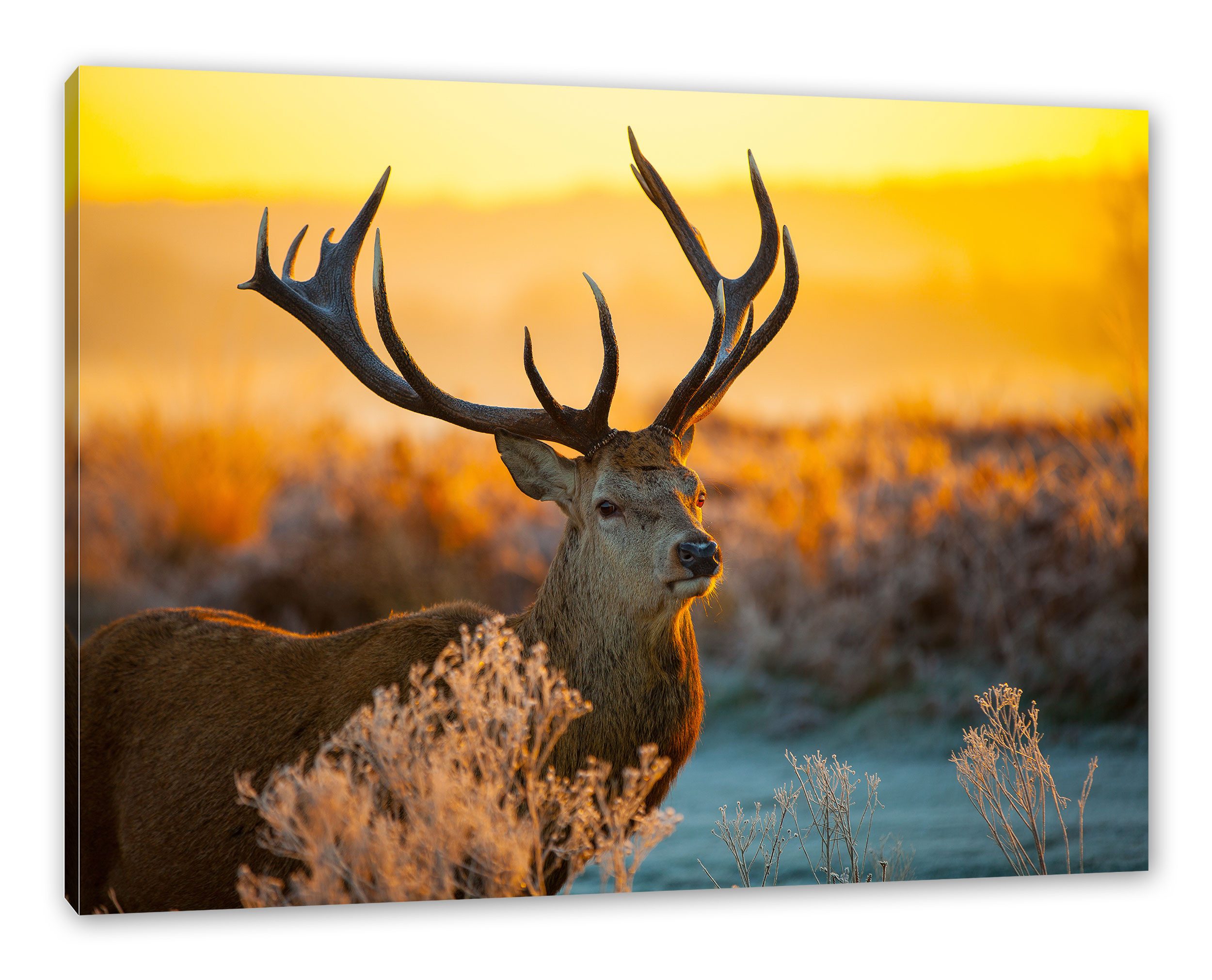 Pixxprint Leinwandbild Stolzer Hirsch auf Wiese, Stolzer Hirsch auf Wiese (1 St), Leinwandbild fertig bespannt, inkl. Zackenaufhänger
