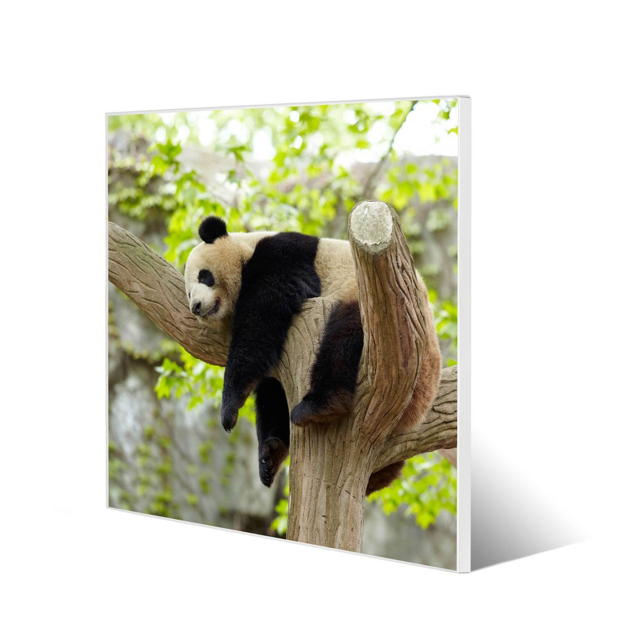 banjado Magnettafel Stahl Quadratisch Panda, (inkl. 4 Magnete, Quadratische Stahlmagnettafel)