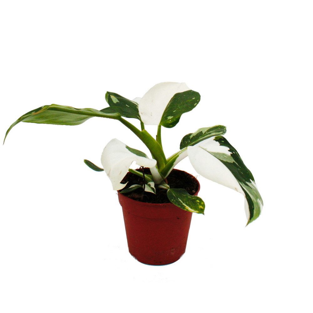 Exotenherz Zimmerpflanze Philodendron White Princess - weiß-grüner Baumfreund - 12cm Topf