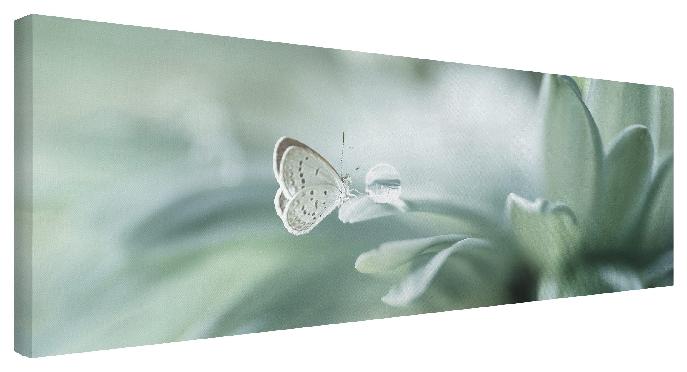 Bilderdepot24 Leinwandbild Blumen Modern Natur Schmetterling günstig online kaufen