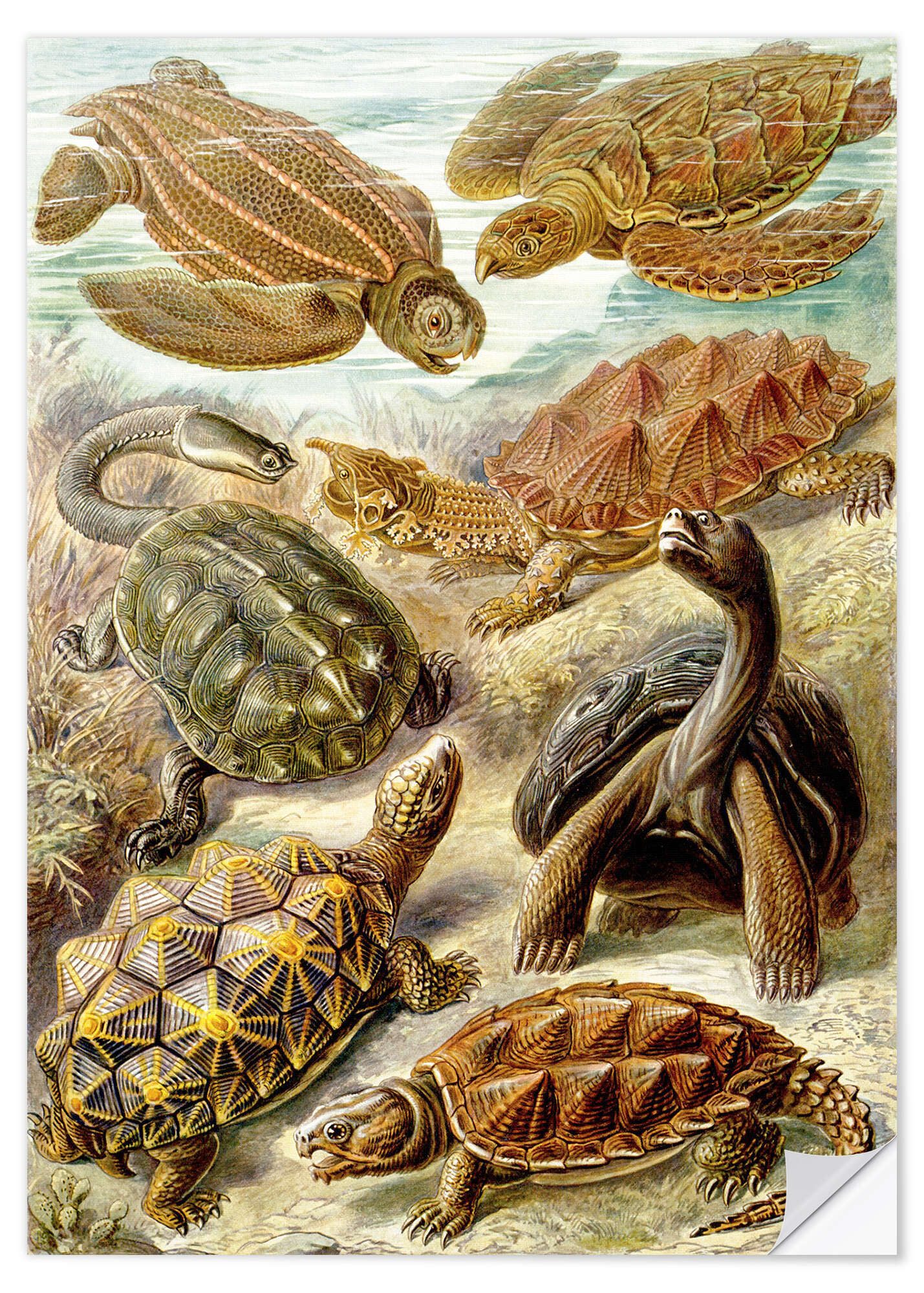Posterlounge Wandfolie Ernst Haeckel, Schildkröten, Chelonia (Kunstformen der Natur, 1899), Malerei