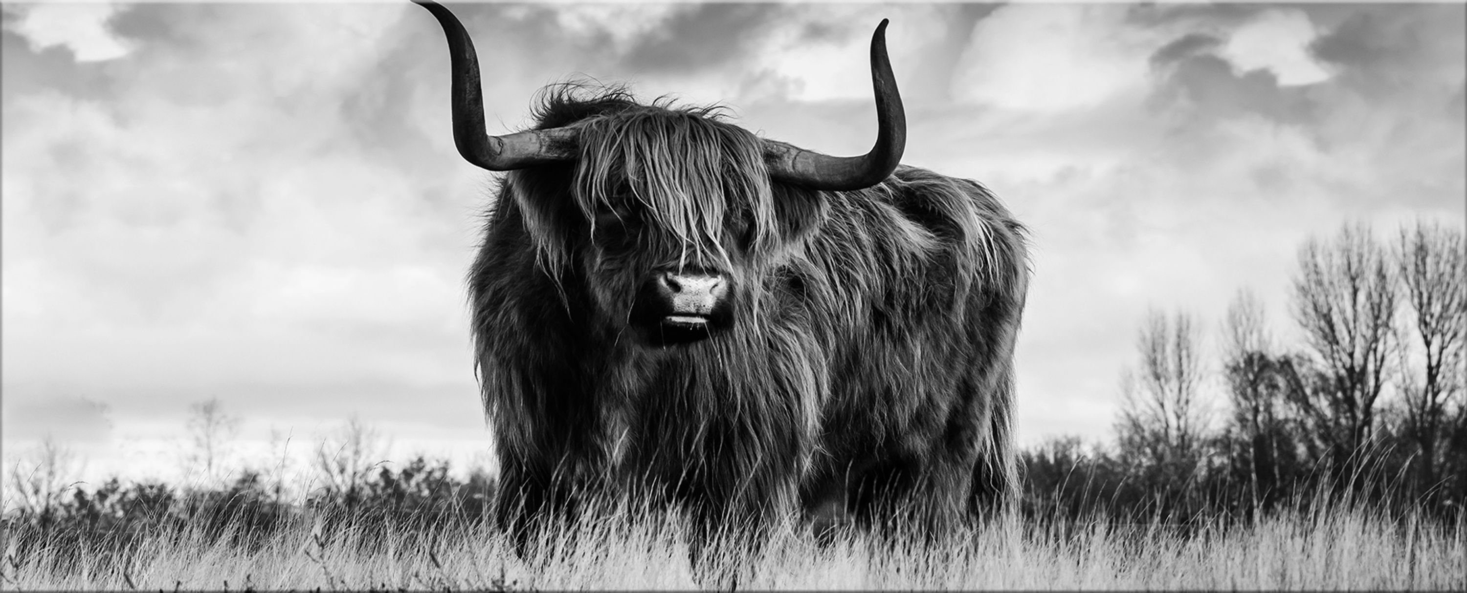 aus groß 125x50 artissimo Hochland-Rinder XXL Bild Kuh Glasbild cm Glasbild quer, schwarz-weiß Tiere: Glas Foto
