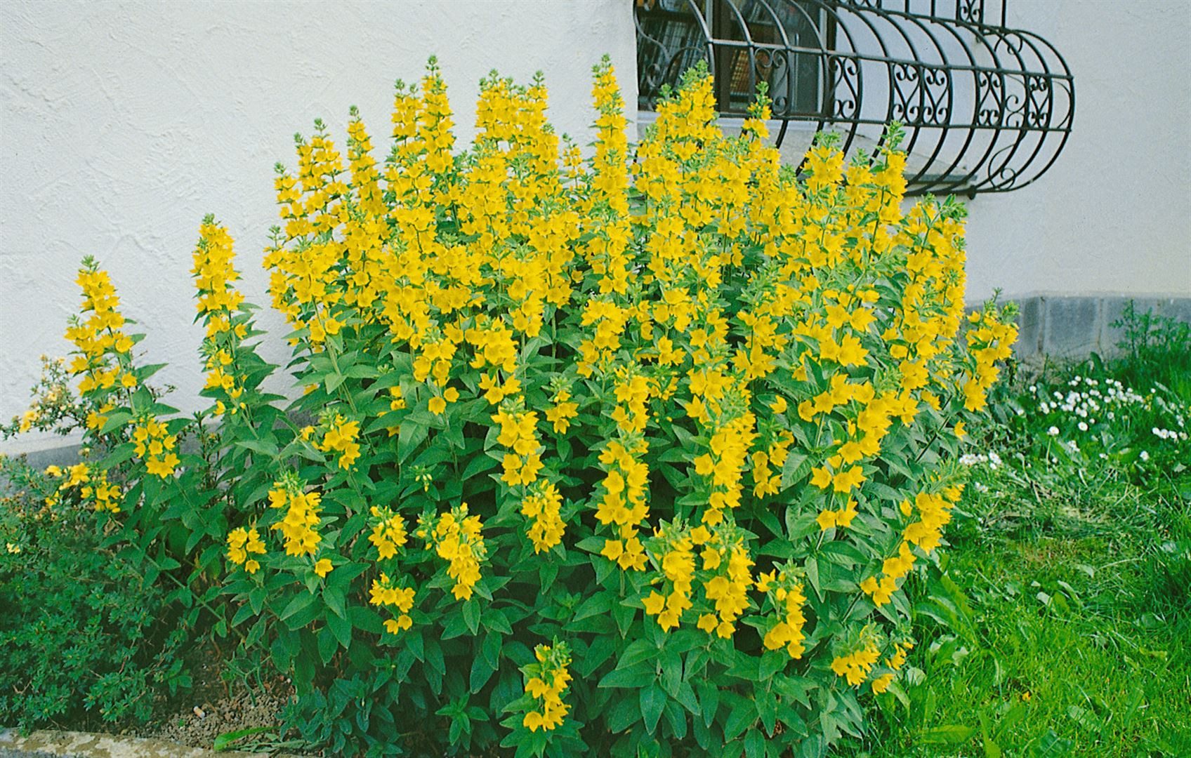Pflanzen für Dich Staude Lysimachia vulgaris, 1 St., Gewöhnlicher Gilbweiderich, Gilbweiderich
