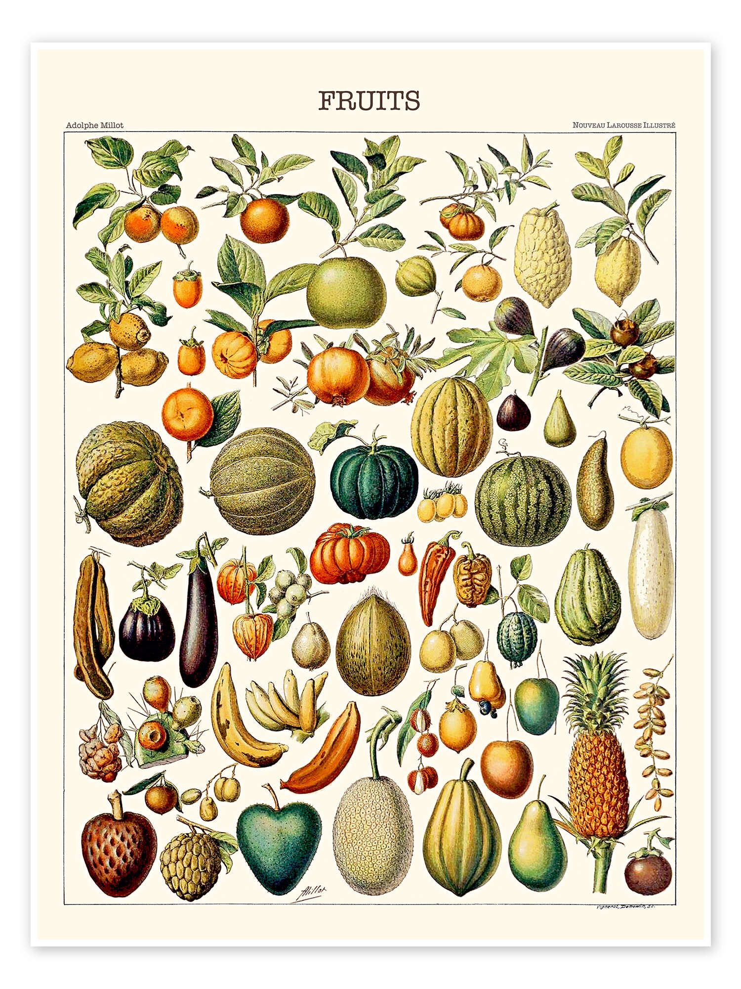 Posterlounge Wandbild Illustration von Früchten, 1923, günstig online kaufen