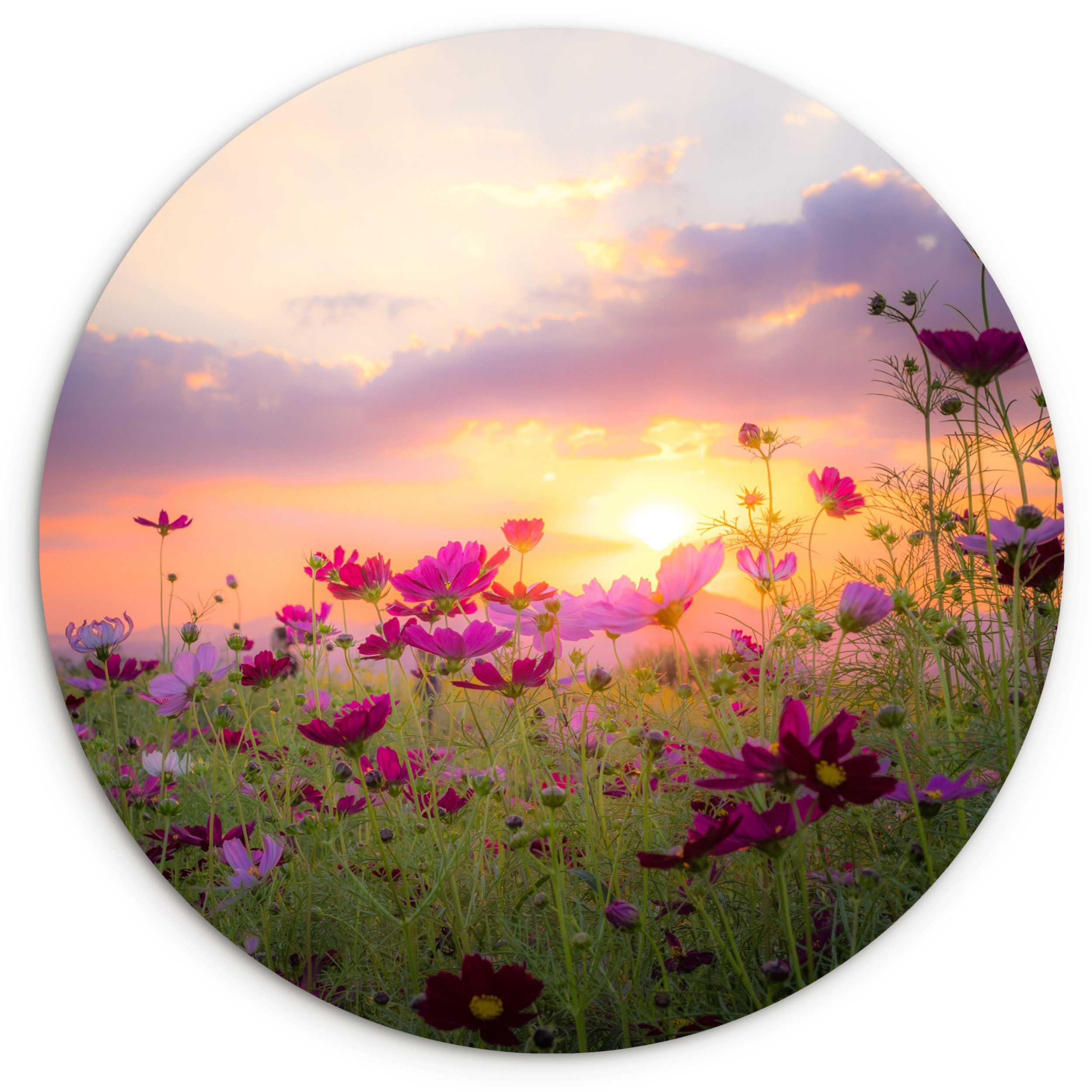 MuchoWow Gemälde Blumen - Rosa - Sonnenuntergang - Natur - Wiese - Horizont, Fotodruck (1 St), Kreis Wanddekoration, Rundes Wandbild, 30x30 cm