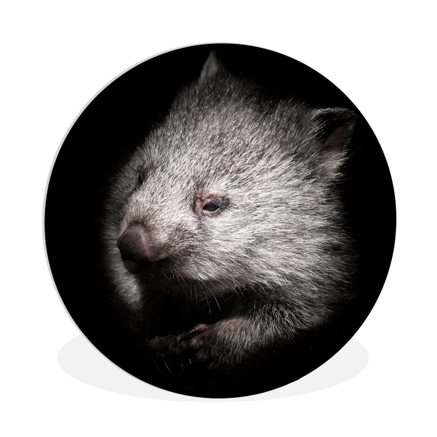 MuchoWow Gemälde Ein Schwarz-Weiß-Porträt eines Wombats, (1 St), Kreis Wanddekoration Forex, Rundes Wandbild, Wohnzimmer, 30x30 cm