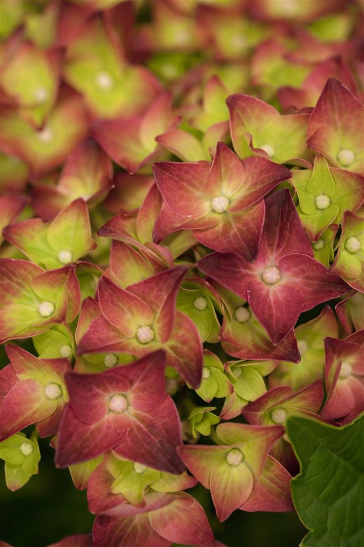 Pflanzen für Dich Gehölze Hydrangea macrophylla Magical Sapphire, 1 St., Bauernhortensie, Gartenhortensie