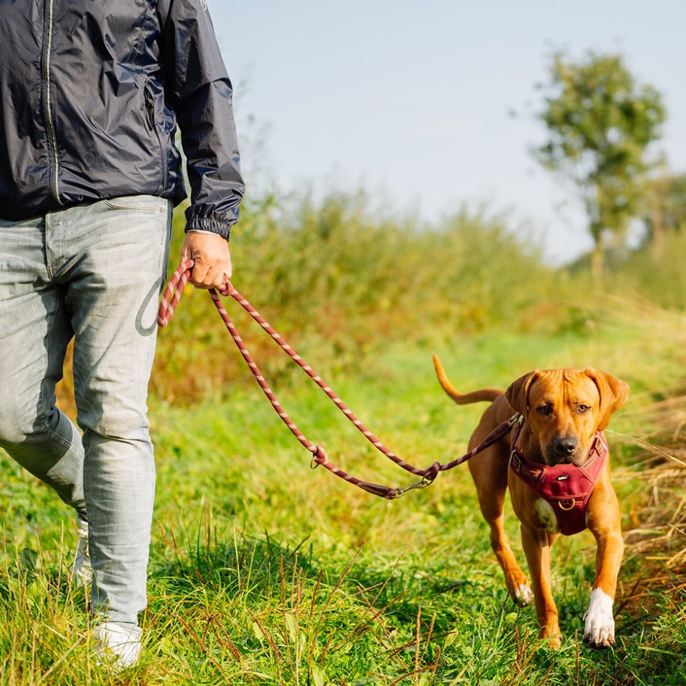 Nobby Hundeleinen-Führungsstange Nobby Führleine Sporty rot 200 cm x 13 mm
