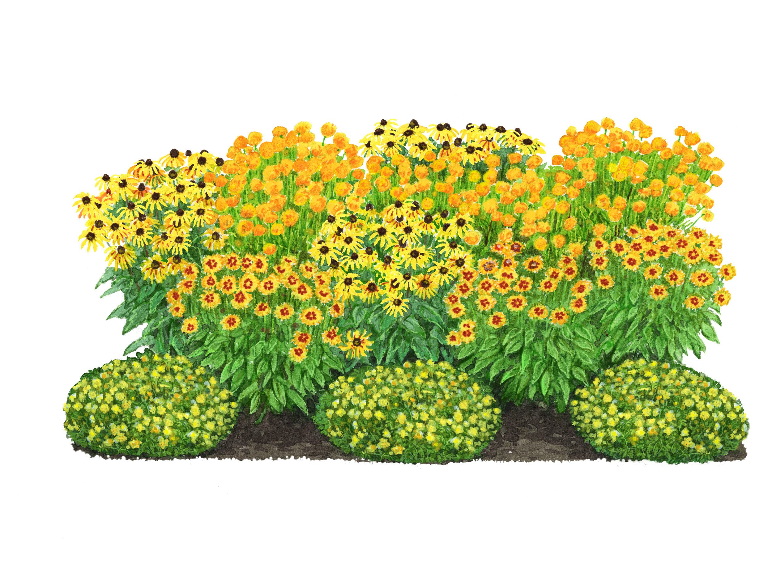 Dehner Staude Bio Stauden-Set Sonnenanbeter, je 5-20 cm exkl. Pflanztopf, gelb, 12 mehrjährige Pflanzen für sonnige Standorte, insektenfreundlich