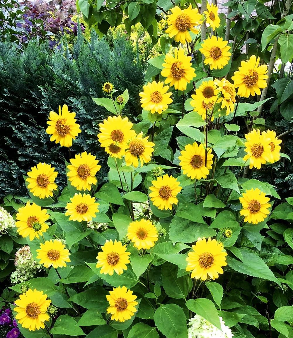 BALDUR Garten Staude Winterharte Sonnenblume 'SunCatcher®' im XL-Topf, 1 St., Bienenfutterpflanze, winterhart, mehrjährig, bienenfreundlich
