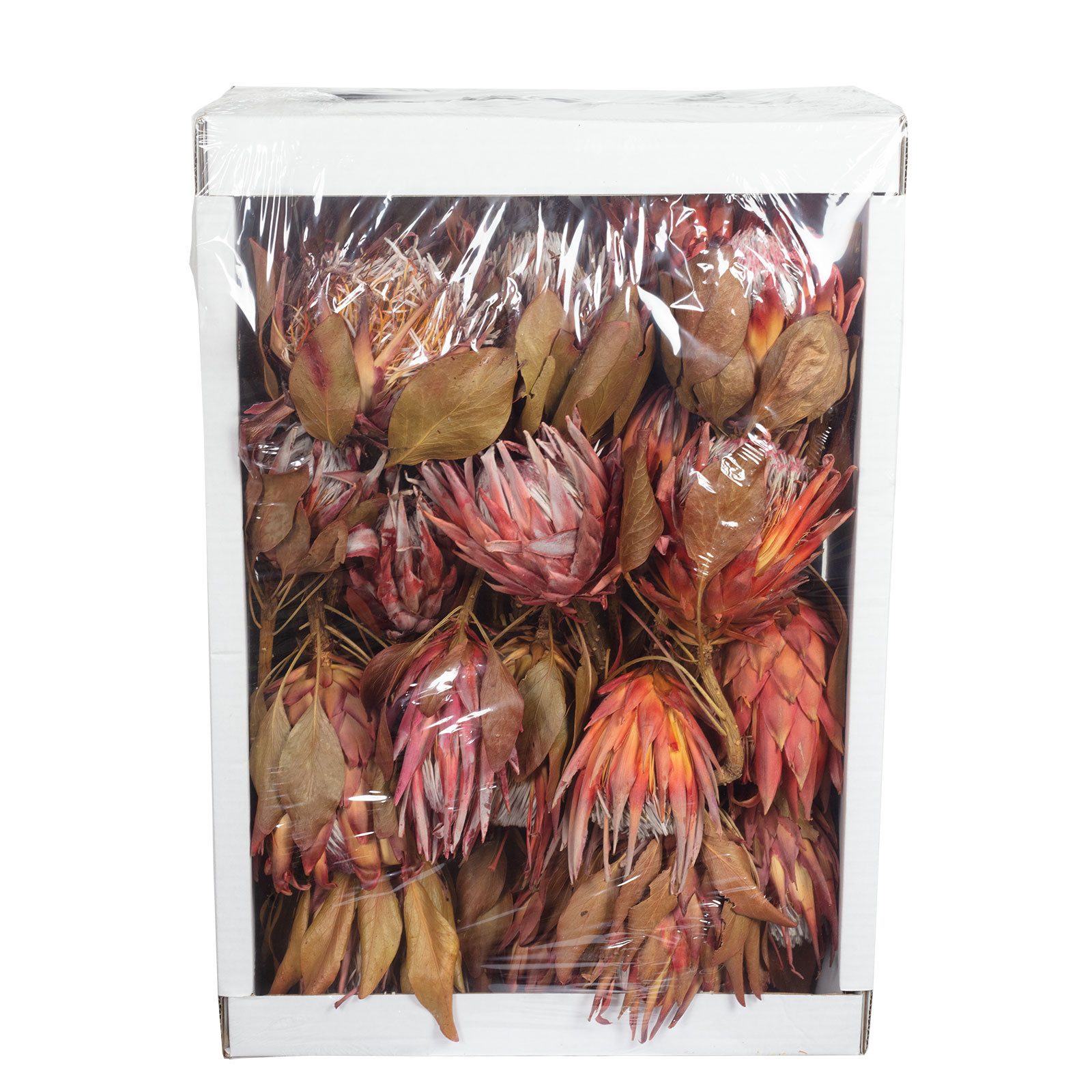 Trockenblume King Protea Cynaroides - 30 Stück - rot, Vosteen