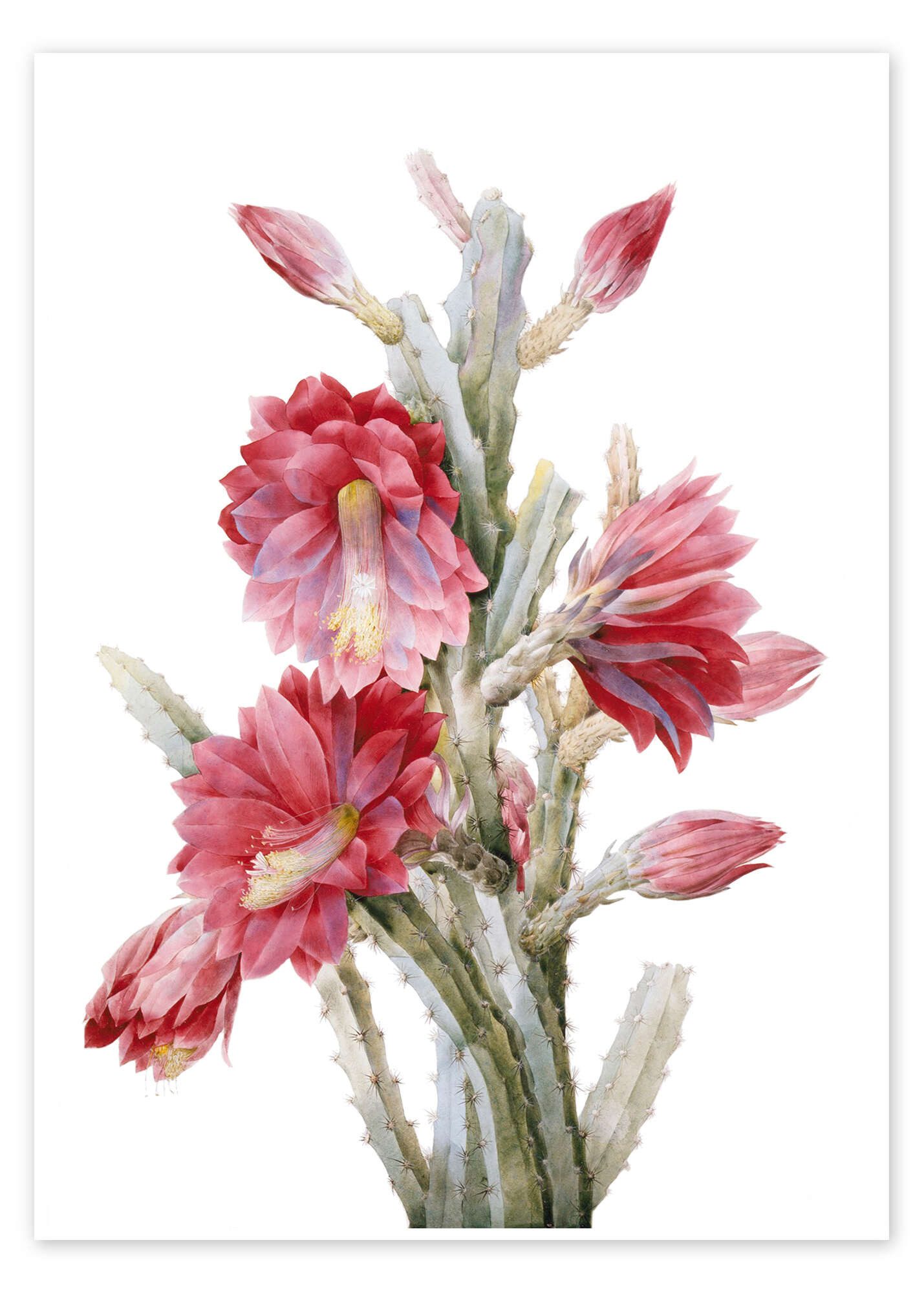 Posterlounge Wandbild Ein blühender Kaktus, Heliocereus Speciosus, Pierre Joseph Redouté, erhältlich als Poster, Leinwandbild, Wandsticker oder Acrylglasbild
