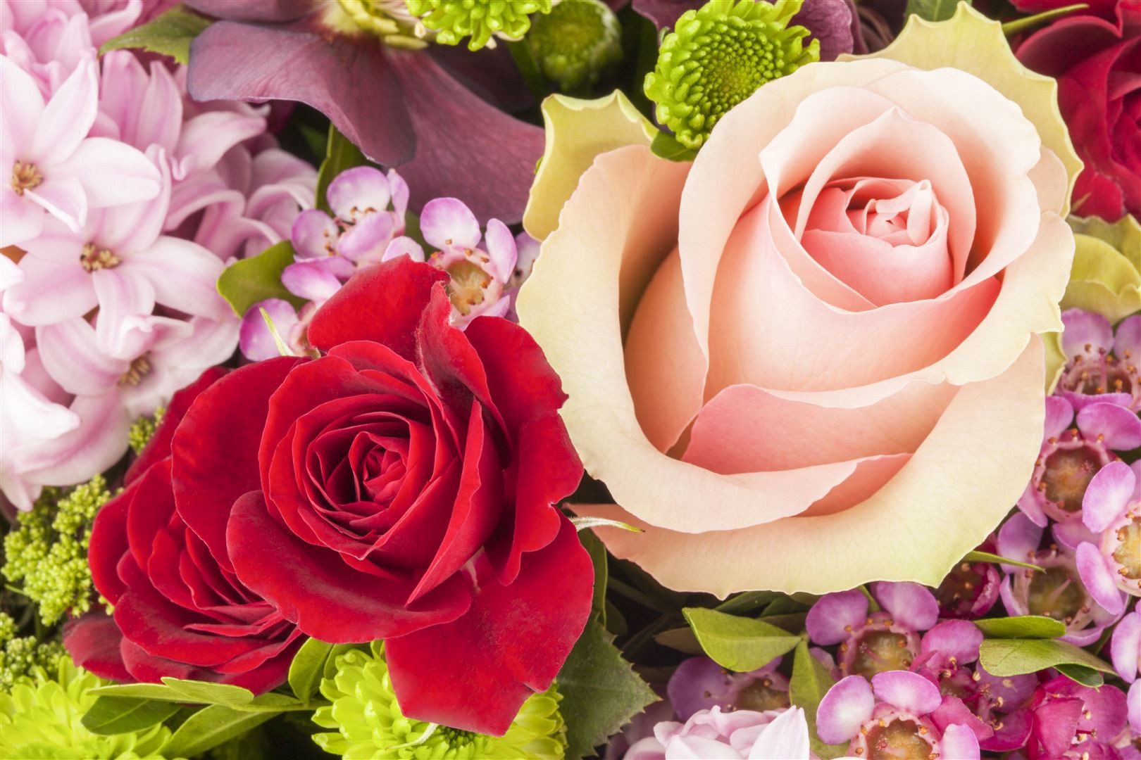 Pflanzen für Dich Rose Rosa Kleopatra