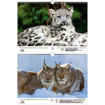 Seelenzauber Tierkalender Raubkatzenzauber DIN A3 Kalender für 2022 verschie