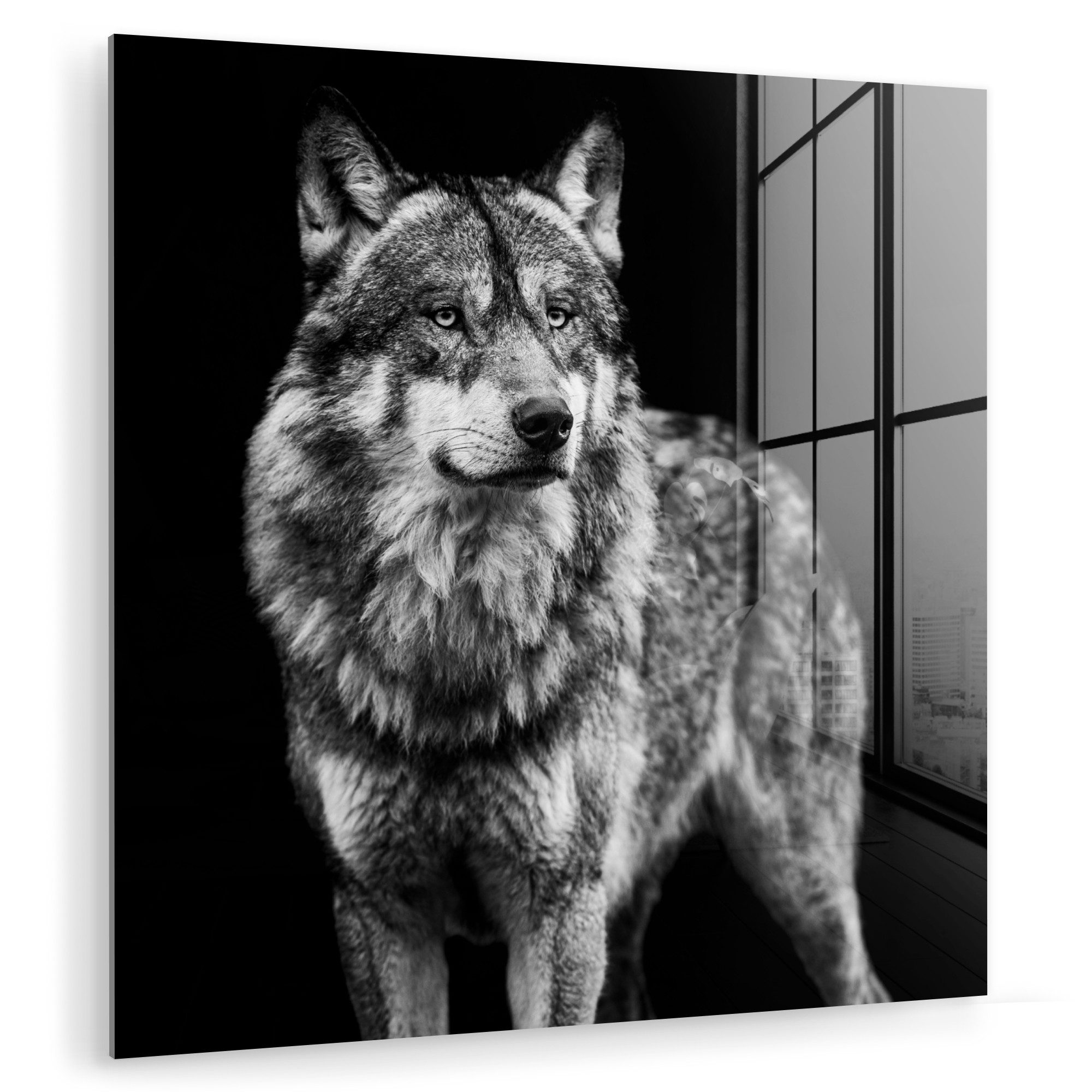 MuchoWow Acrylglasbild Wolf - Tiere - günstig online kaufen
