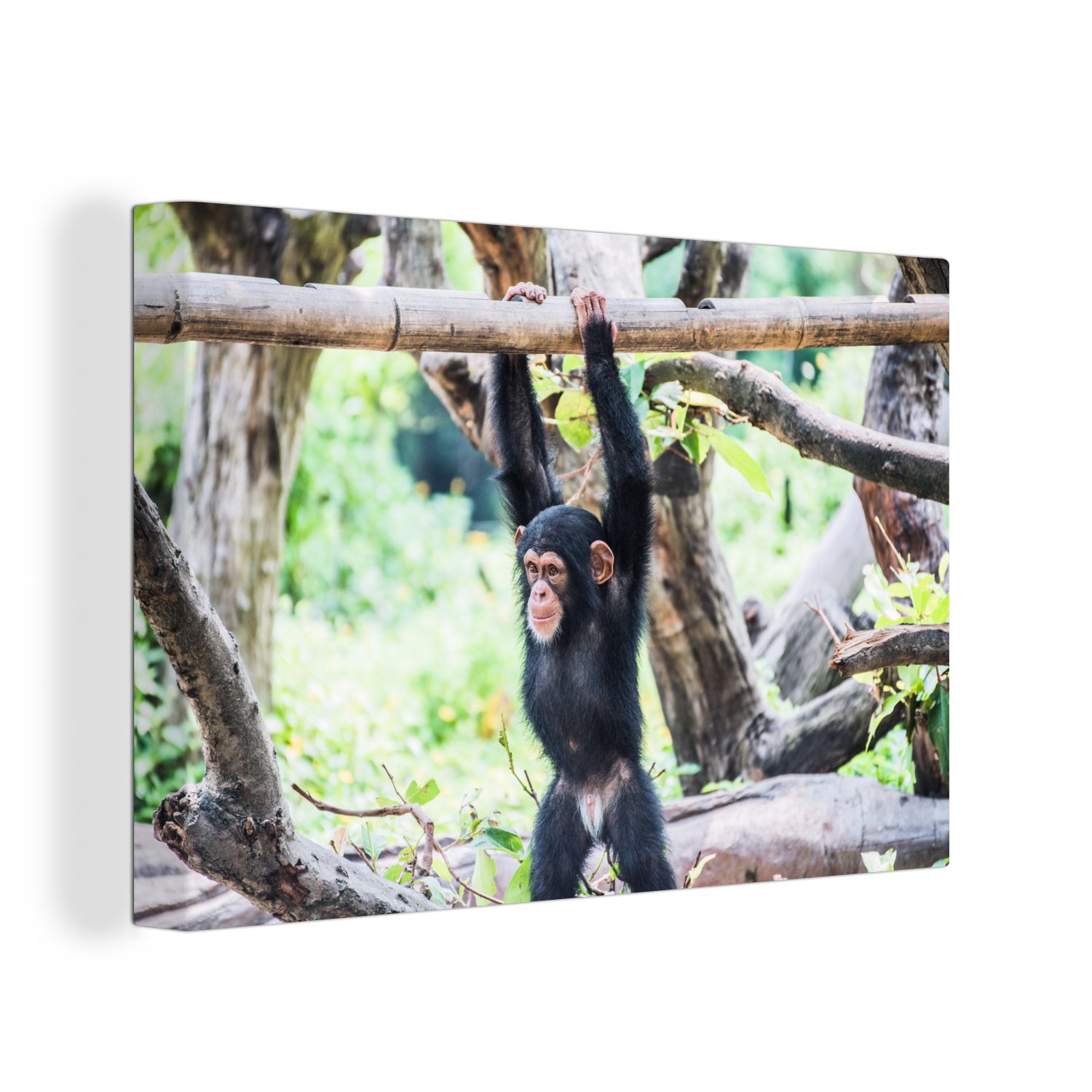 OneMillionCanvasses® Leinwandbild Ein junger Schimpanse hängt an einem Ast inmitten der Natur, (1 St), Wandbild Leinwandbilder, Aufhängefertig, Wanddeko, 30x20 cm