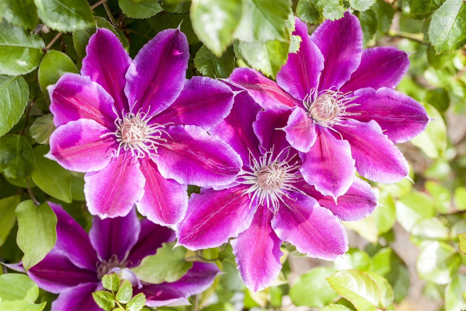Pflanzen für Dich Kletterpflanze Clematis Hybride Dr. Ruppel, 1 St., Clematis, Waldrebe, zweifarbig, langblühend