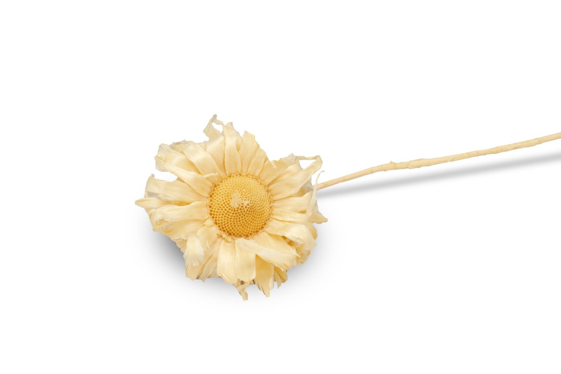 6-8cm, Protea sulphurea Trockenblume gebleicht NaDeco