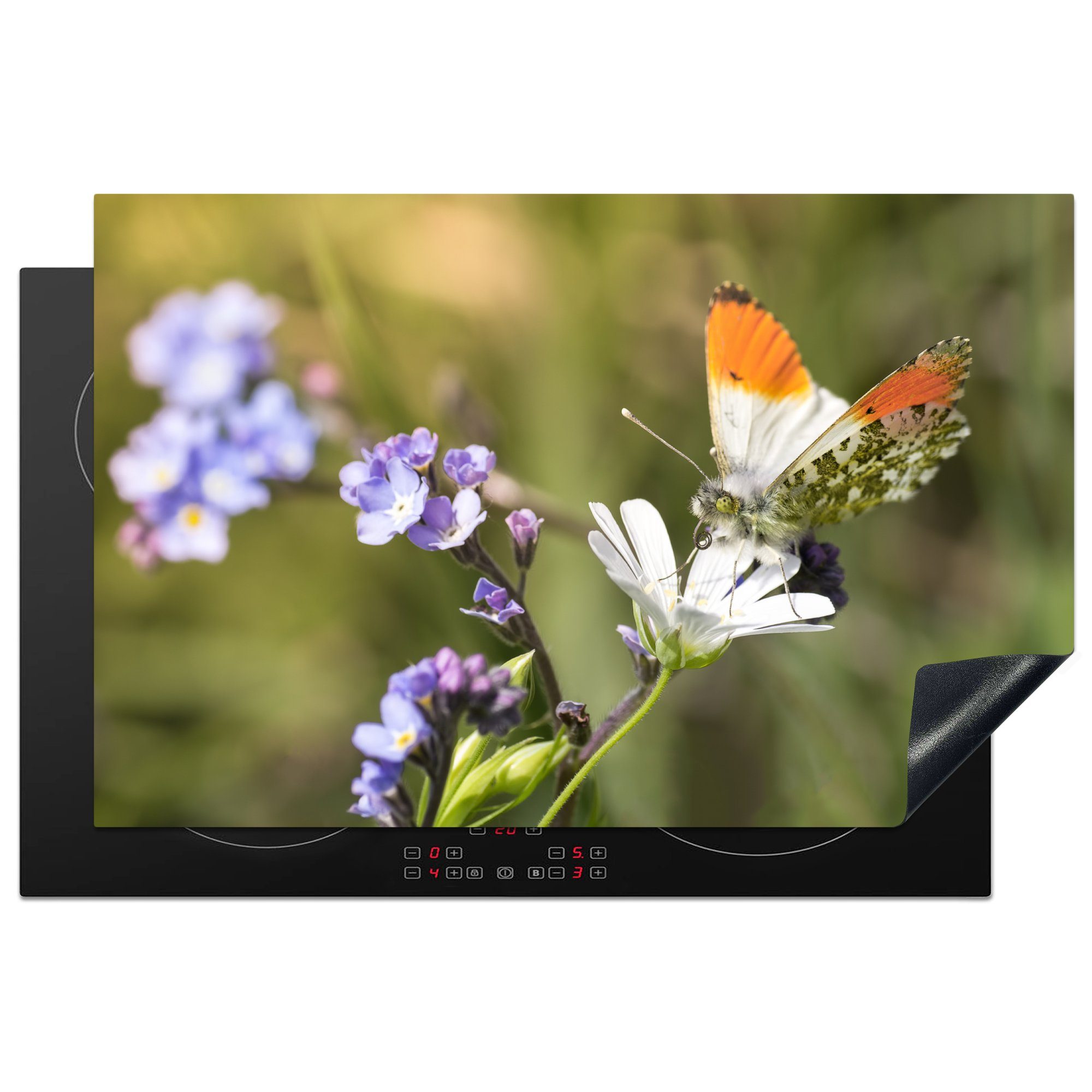 MuchoWow Herdblende-/Abdeckplatte Schmetterling mit orangefarbener Spitze auf einer weißen Blüte, Vinyl, (1 tlg), 81x52 cm, Induktionskochfeld Schutz für die küche, Ceranfeldabdeckung