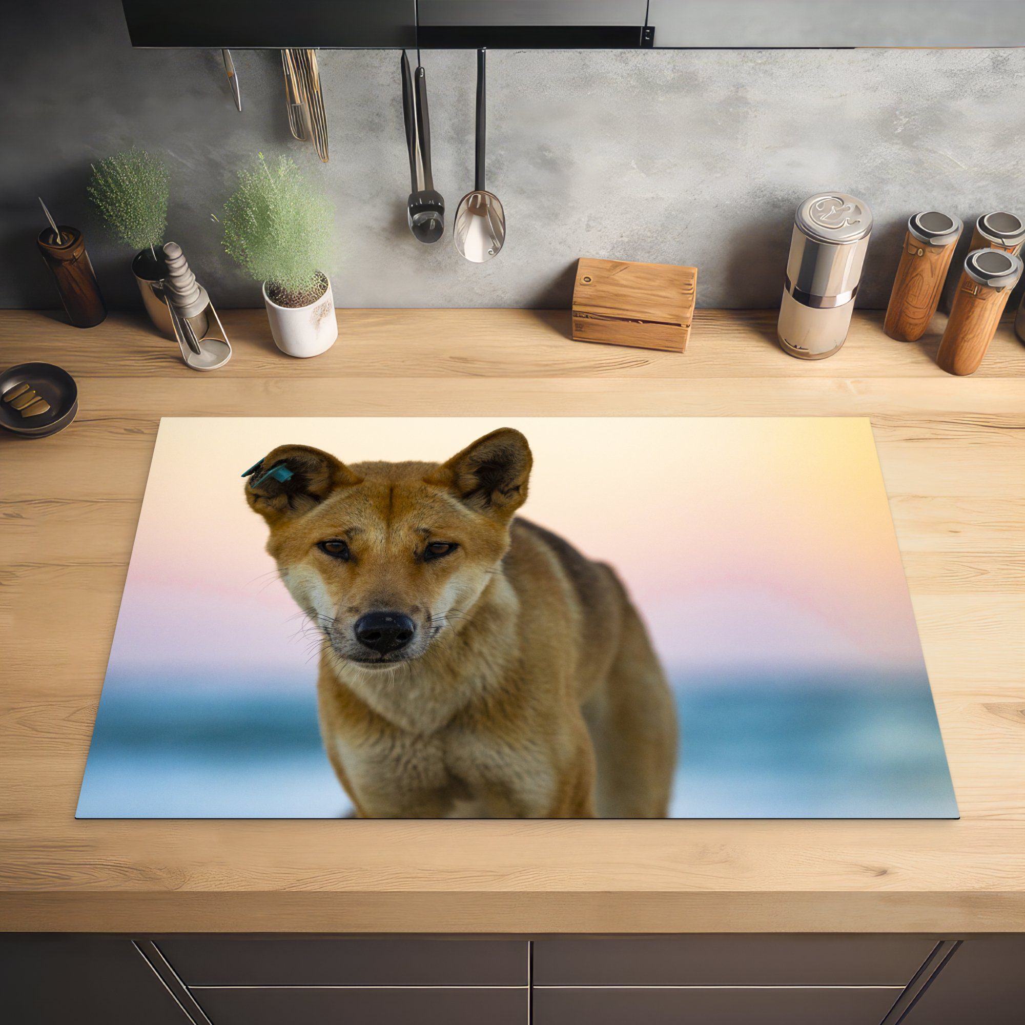 verblasstem Herdblende-/Abdeckplatte (1 Ceranfeldabdeckung Dingo-Hund Portraitfoto MuchoWow küche, tlg), die für vor cm, Induktionskochfeld Vinyl, 81x52 Hintergrund, Schutz