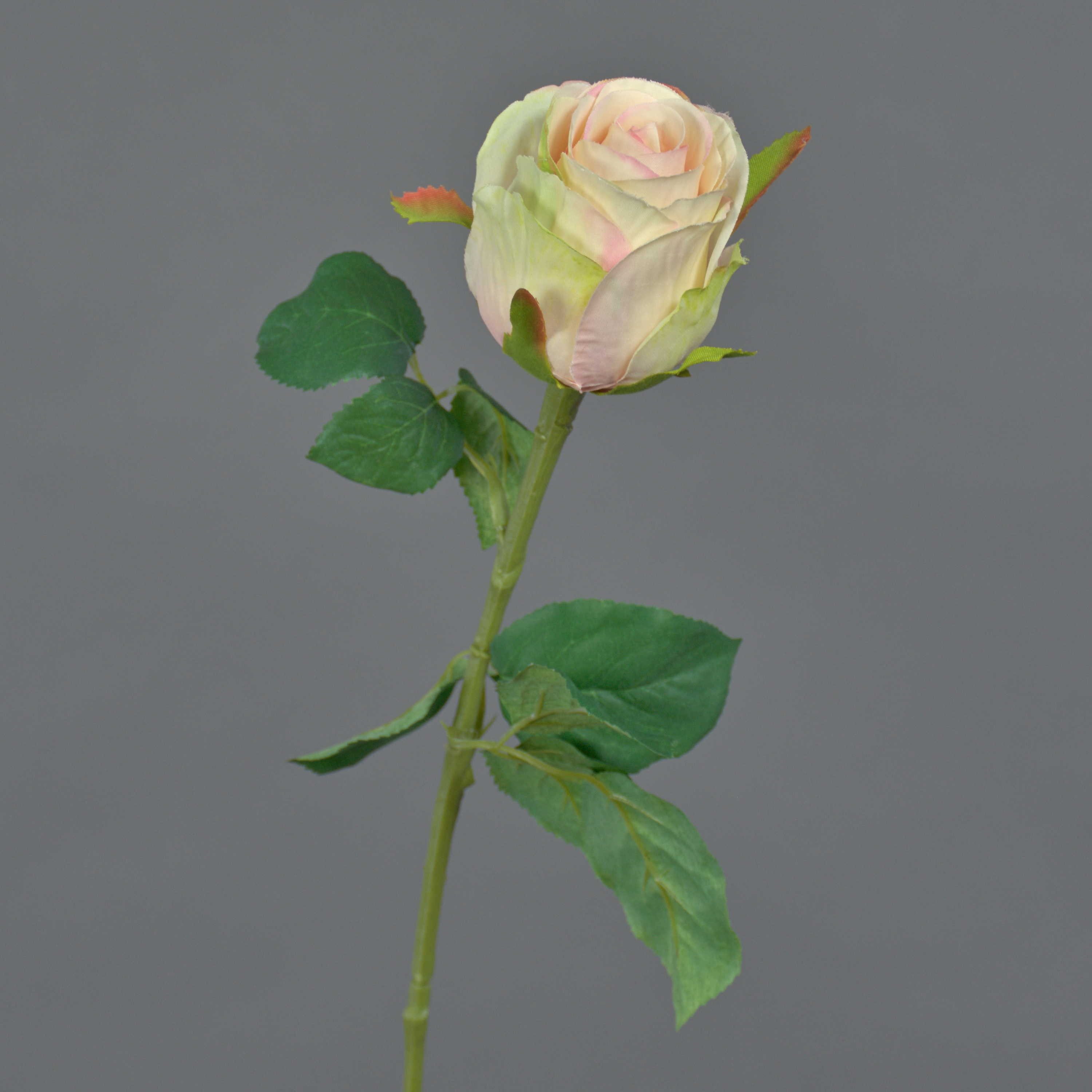 Kunstblume Künstliche Rose KLONI, Creme-pfirsich, 50cm Rose, artplants, Höhe 50.0 cm