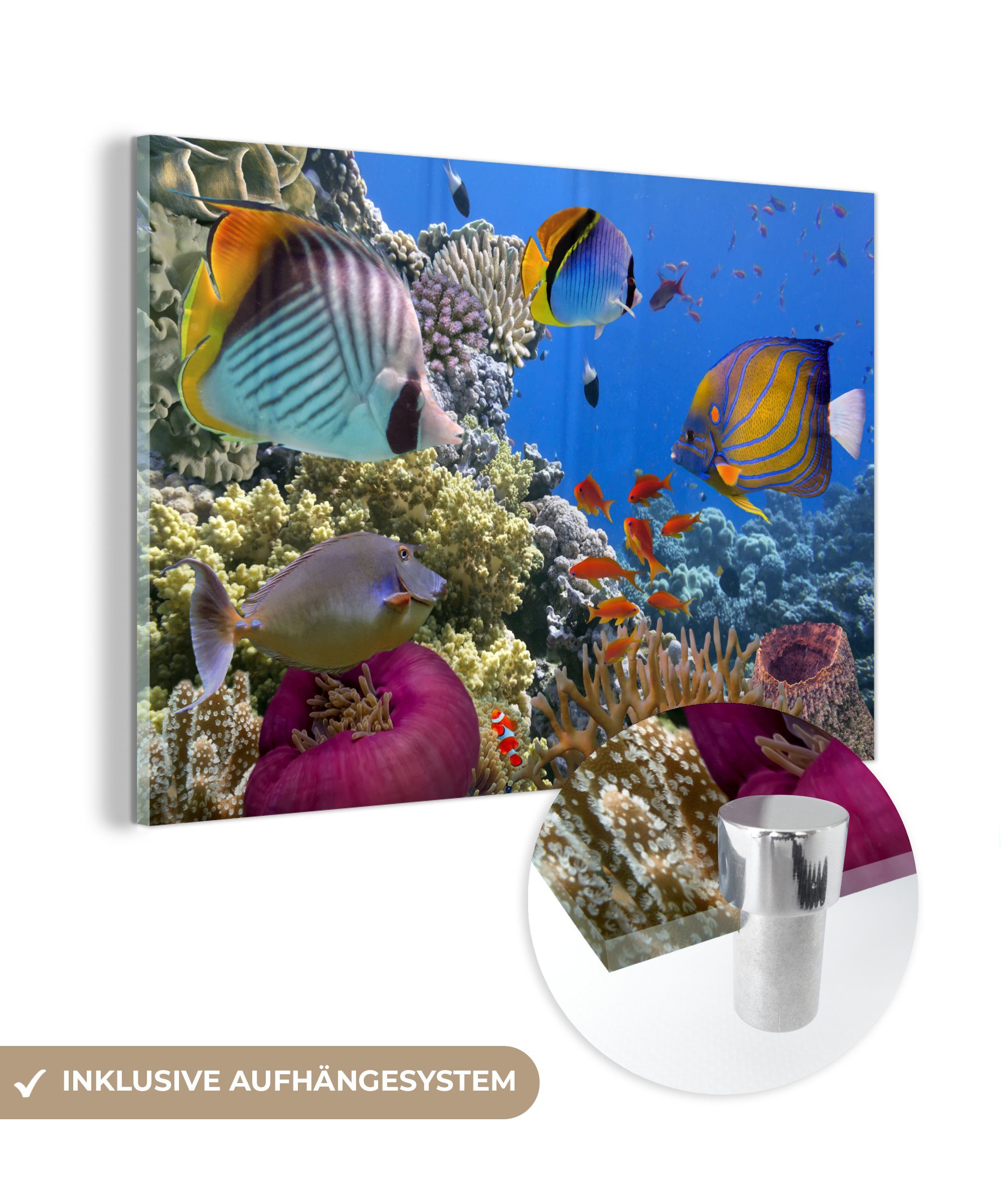 MuchoWow Acrylglasbild Wasser - Schwimmen - Fische, (1 St), Acrylglasbilder Wohnzimmer & Schlafzimmer