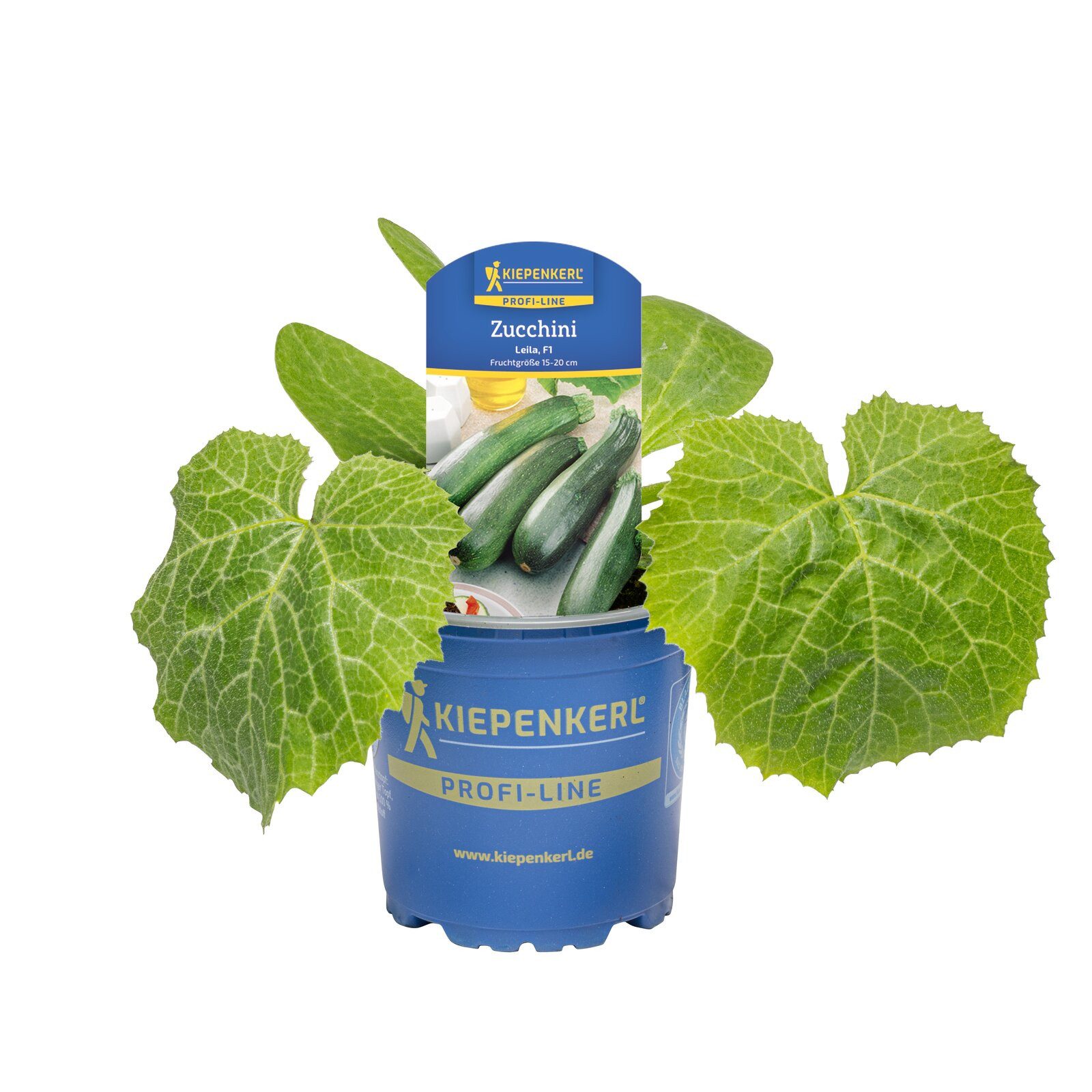 Pflanzen für Dich Gemüsepflanze Zucchini Leila F1 10,5cm Topf