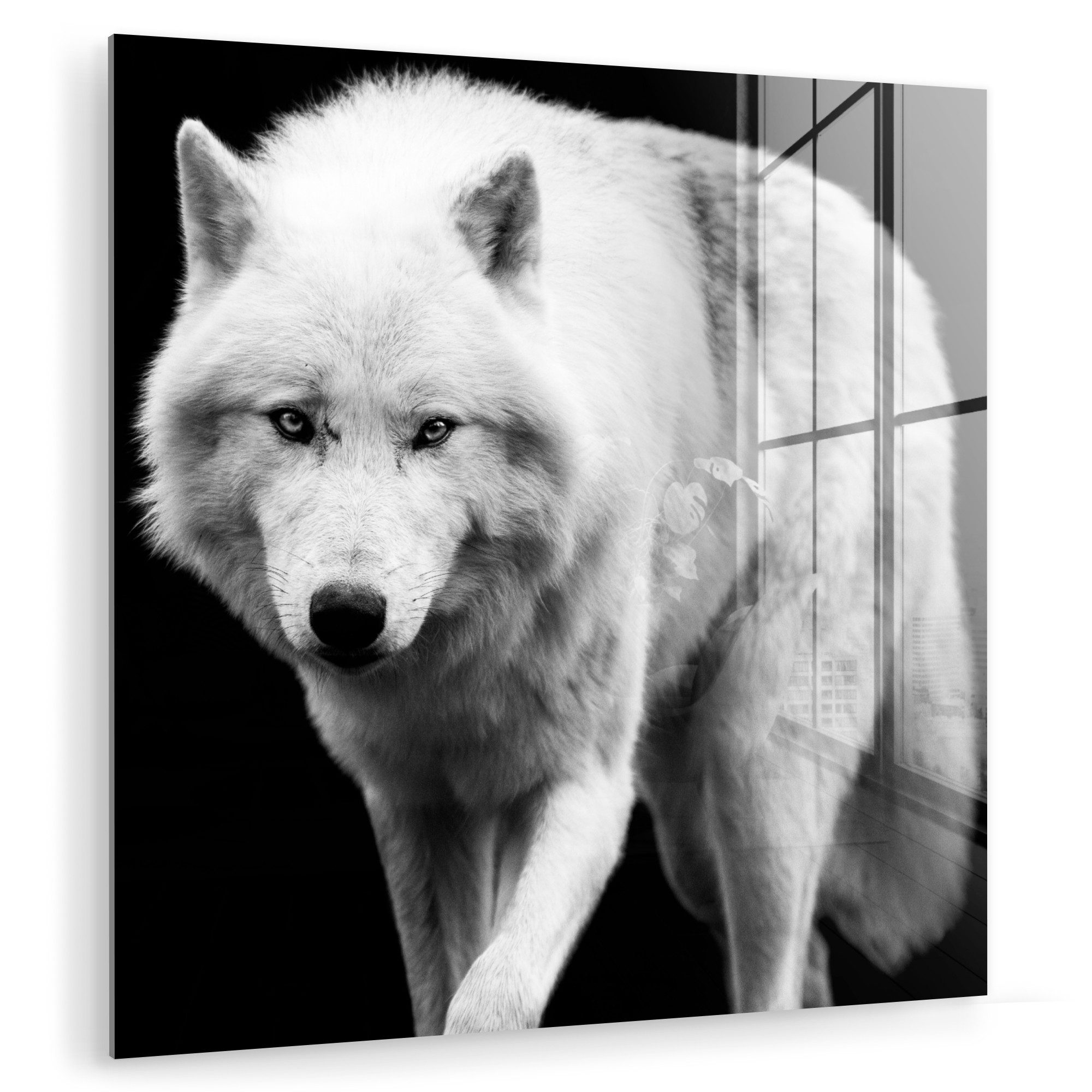 MuchoWow Acrylglasbild Wolf - Tier - günstig online kaufen
