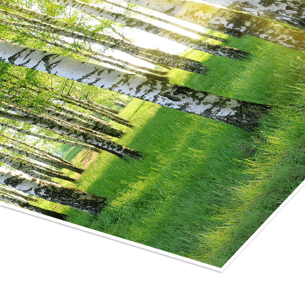 Posterlounge Wandbild Birken im Sommerwald, Editors Choice, erhältlich als Poster, Leinwandbild, Wandsticker oder Acrylglasbild