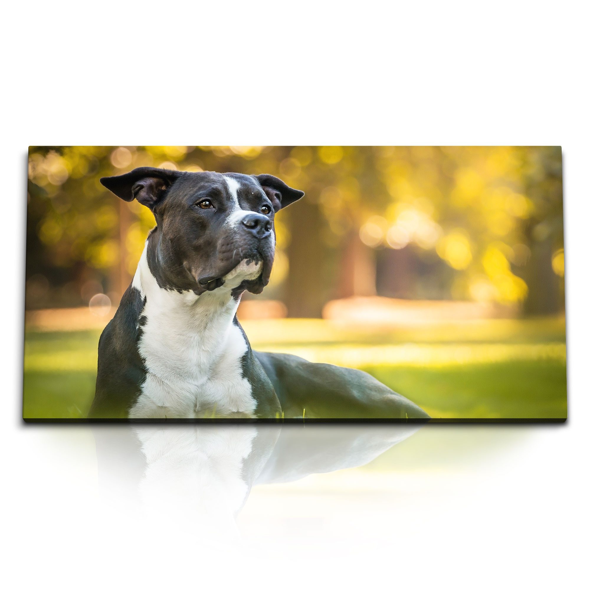 Leinwandbild Kunstdruck Bilder 120x60cm American Staffordshire Terrier Hund Park Gr
