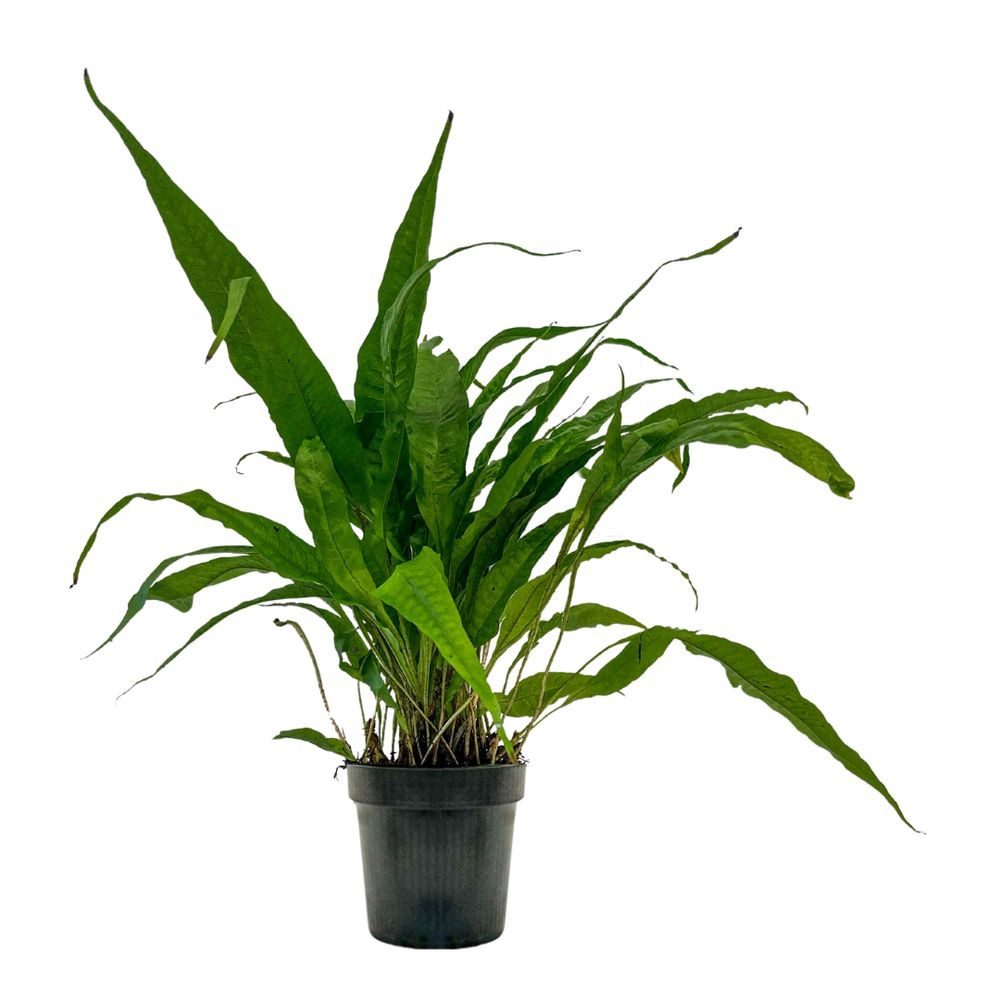 Aquaone Wasserpflanze Mutterpflanze Aquarium Pflanze Microsorum pteropus Nr günstig online kaufen