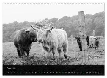 CALVENDO Wandkalender Highland Cattle vom Nordlicht - Faszination Hochland Rind (Premium, hochwertiger DIN A2 Wandkalender 2023, Kunstdruck in Hochglanz)