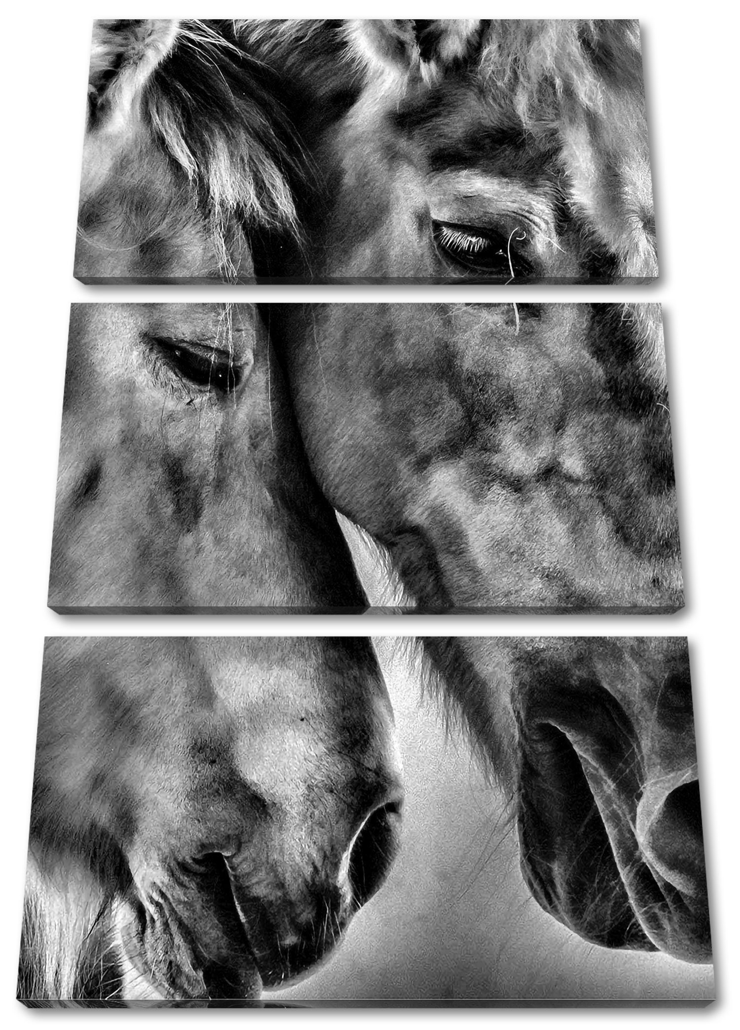 St), liebevolle zwei Pixxprint Leinwandbild Leinwandbild inkl. Pferde Zackenaufhänger liebevolle (120x80cm) Pferde, 3Teiler zwei bespannt, fertig (1
