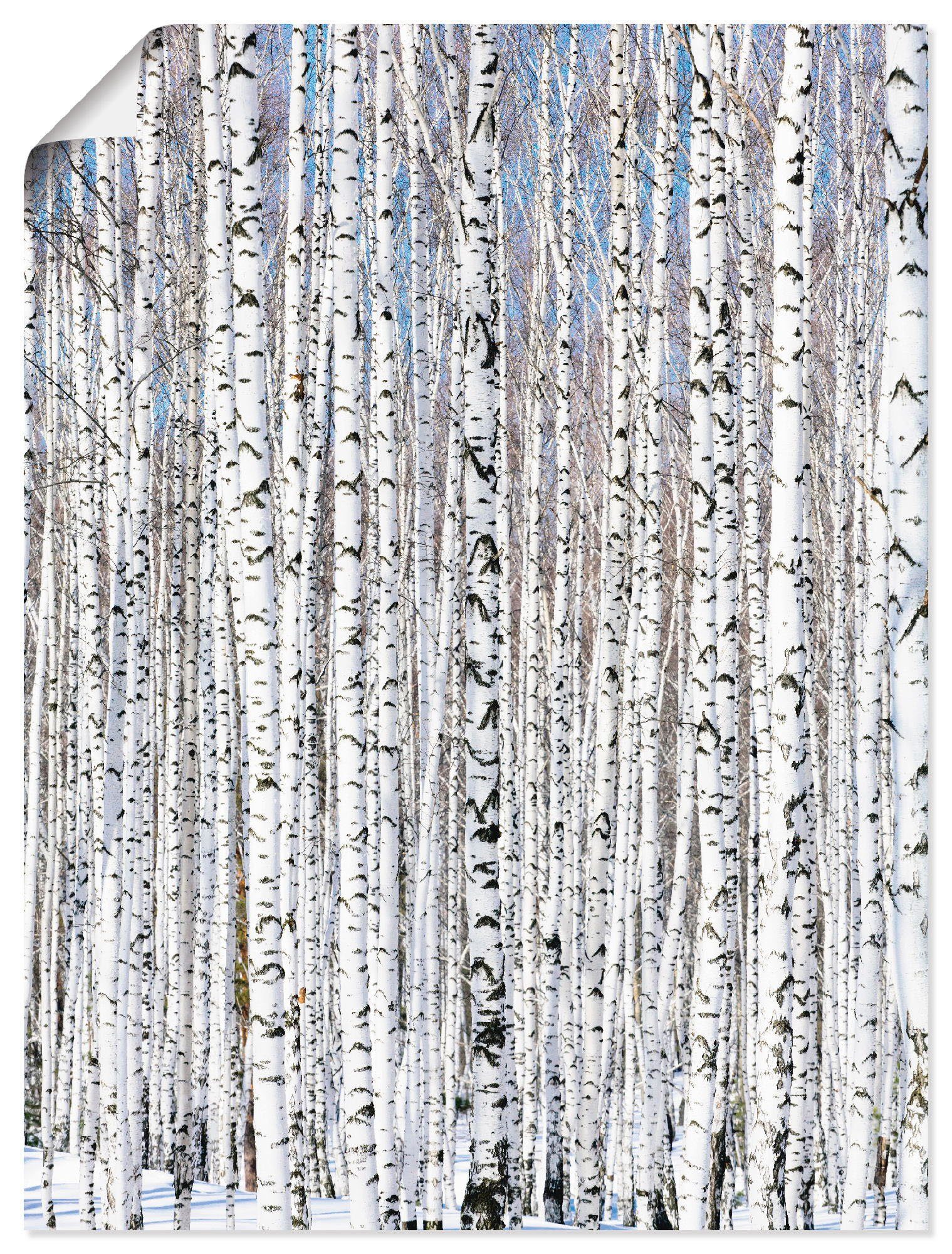 versch. Alubild, Poster in Größen Wandaufkleber Winterbirkenwald (1 als Wintergelassenheit, oder Artland St), Wandbild Bäume Leinwandbild,