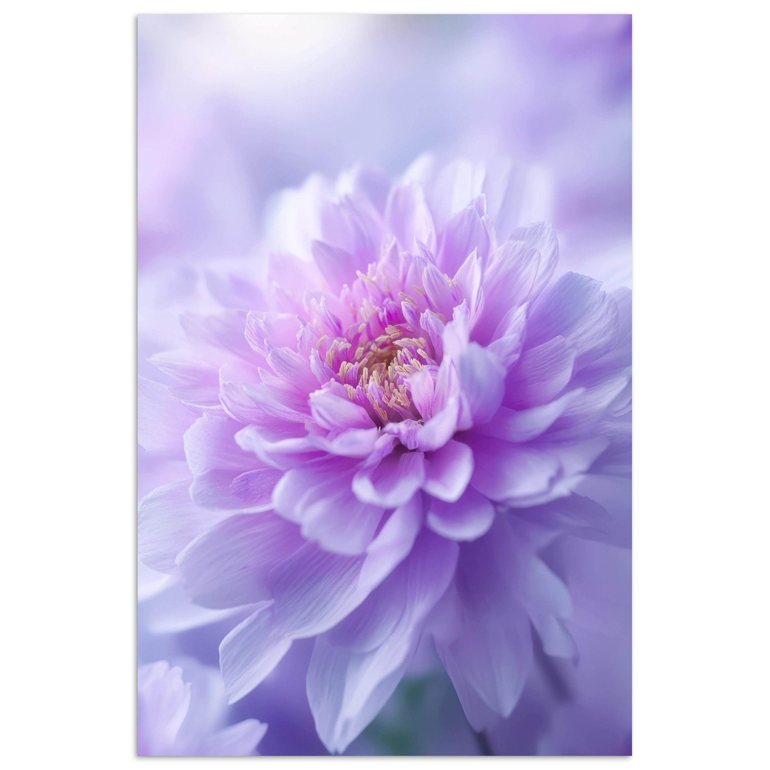MuchoWow Poster Lila - Dahlie - günstig online kaufen