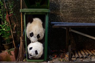 MuchoWow Wandsticker Panda - Tierfreunde - Schwarz (1 St), Mülleimer-aufkleber, Mülltonne, Sticker, Container, Abfalbehälter