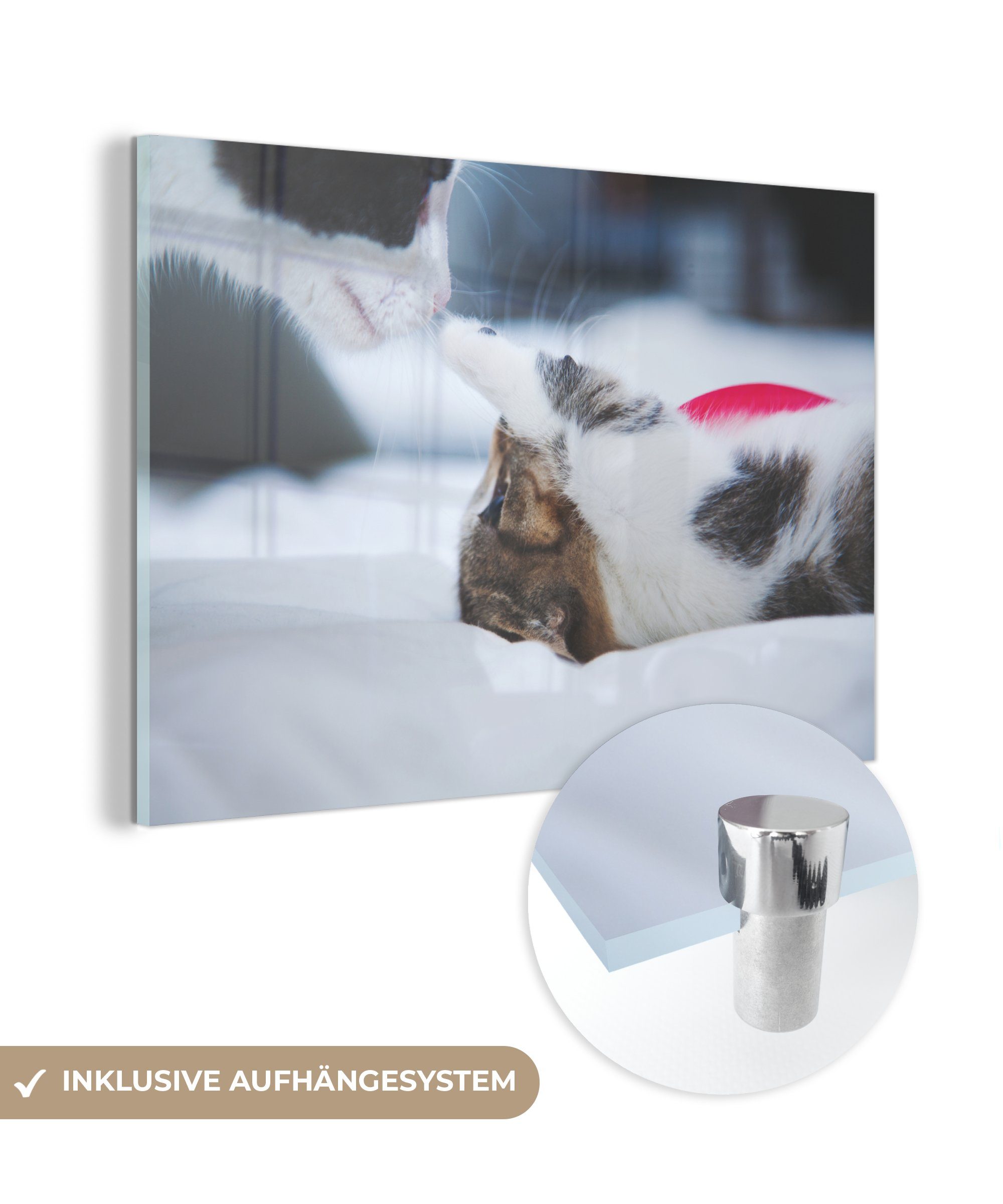 & Schlafzimmer (1 Acrylglasbild Katze St), - MuchoWow Wohnzimmer Acrylglasbilder - Kätzchen Bettlaken,