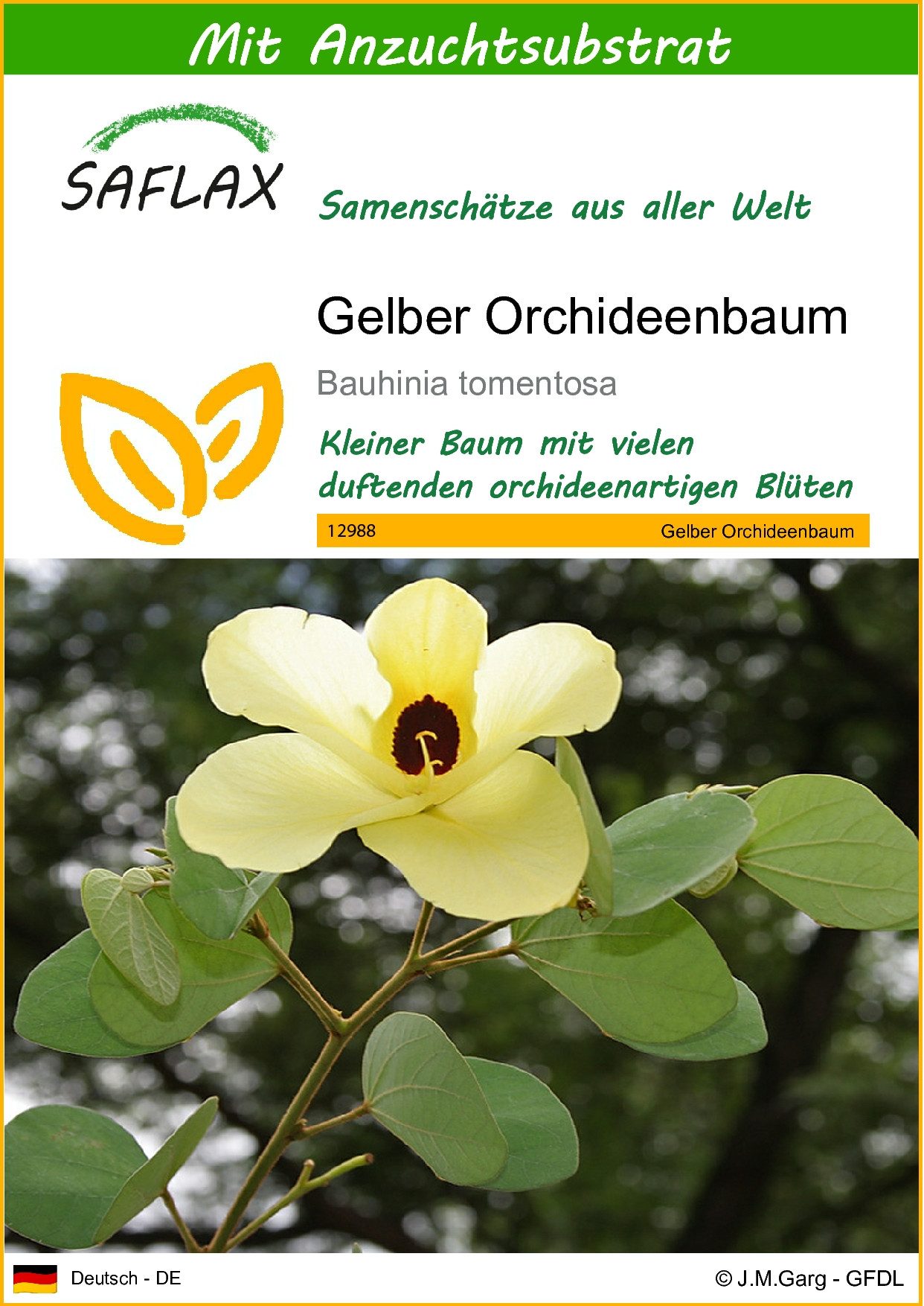 SAFLAX Blumensamen SAFLAX - Samen und Substrat - Gelber Orchideenbaum