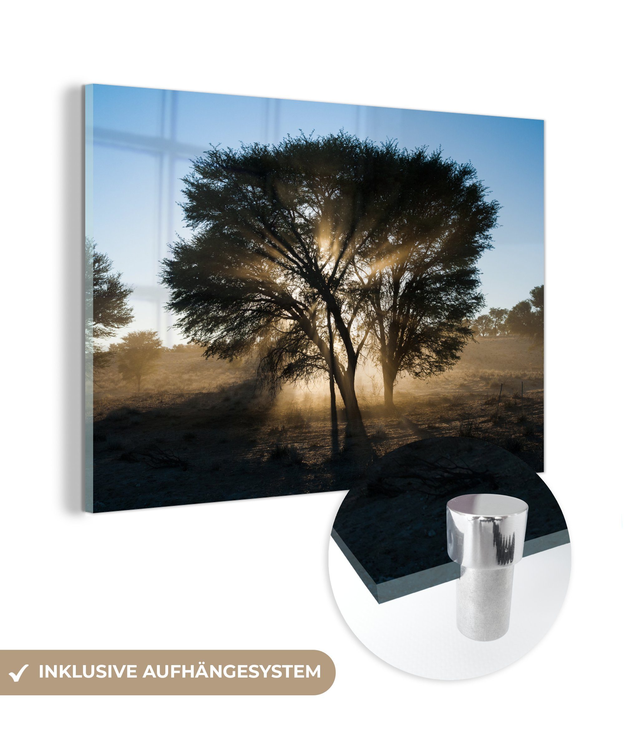 (1 MuchoWow Silhouette Dornenbaums Acrylglasbilder Park, St), Wohnzimmer Kgalagadi im eines Acrylglasbild Schlafzimmer Transfrontier &