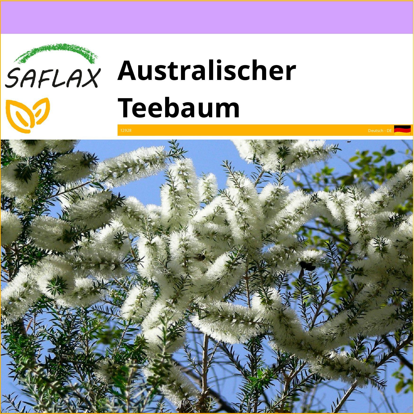 SAFLAX Blumensamen SAFLAX - Samen - Australischer Teebaum
